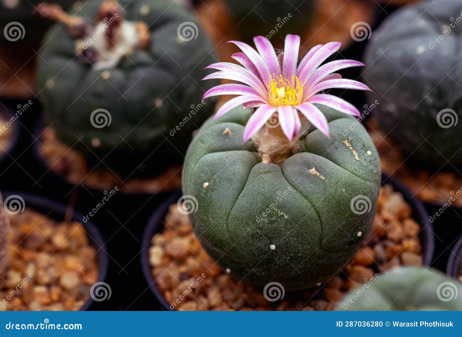 Mammillaria Benneckei, a Type of Cactus with Hook Spines There is a  Tuberous Propagation. Clump Together into a Group. Blooming Stock Photo -  Image of close, garden: 287036280