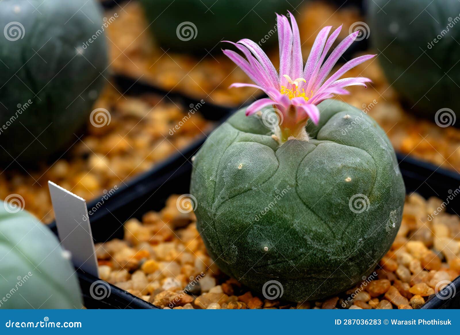 Mammillaria Benneckei, a Type of Cactus with Hook Spines There is a  Tuberous Propagation. Clump Together into a Group. Blooming Stock Image -  Image of close, beauty: 287036283