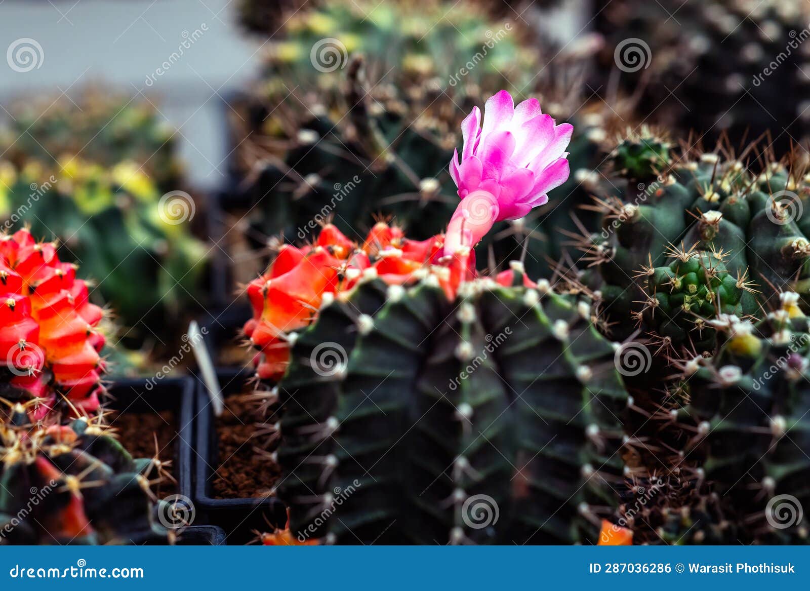 Mammillaria Benneckei, a Type of Cactus with Hook Spines There is