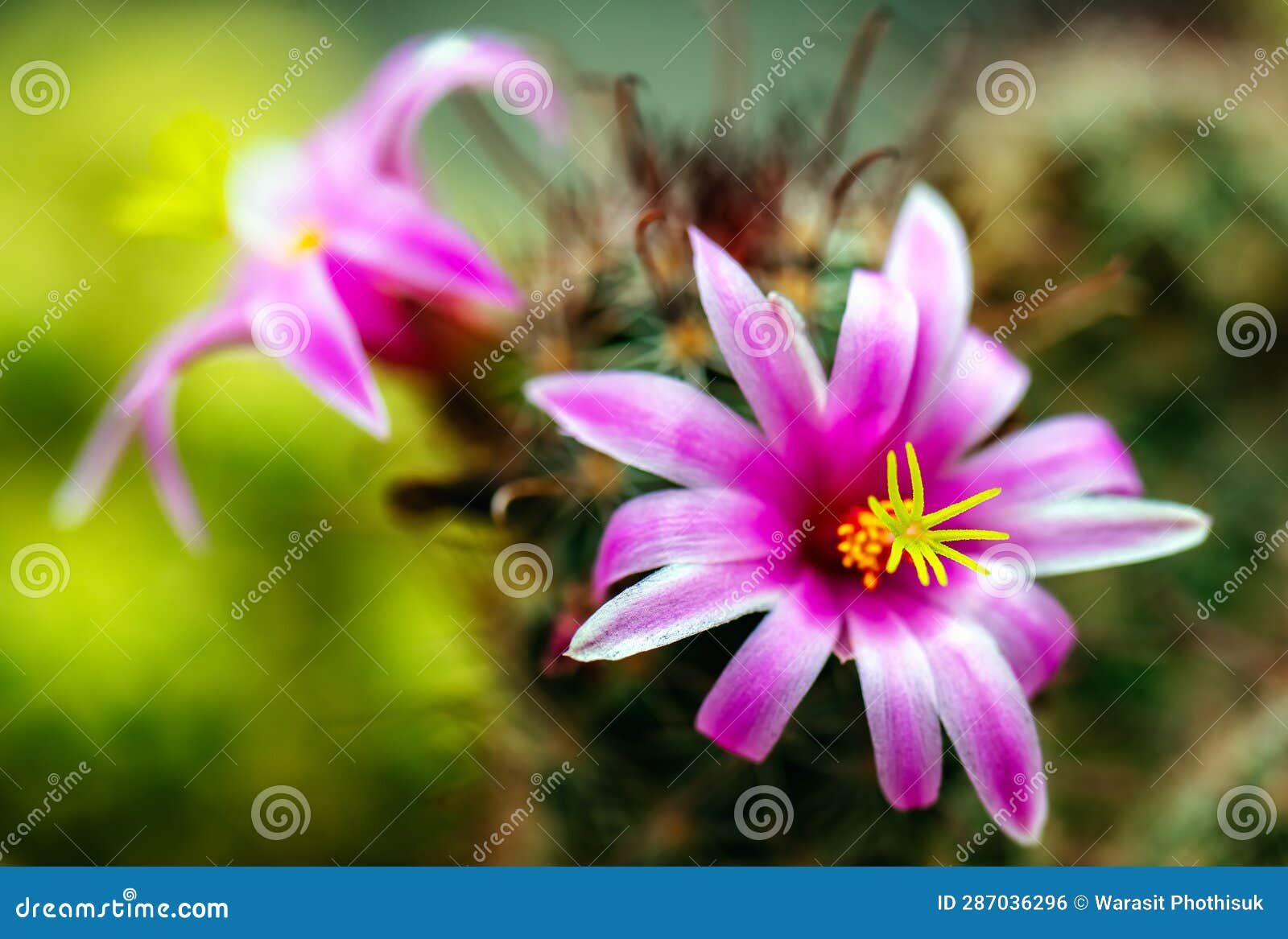 https://thumbs.dreamstime.com/z/mammillaria-benneckei-type-cactus-hook-spines-there-tuberous-propagation-clump-together-group-blooming-close-up-287036296.jpg