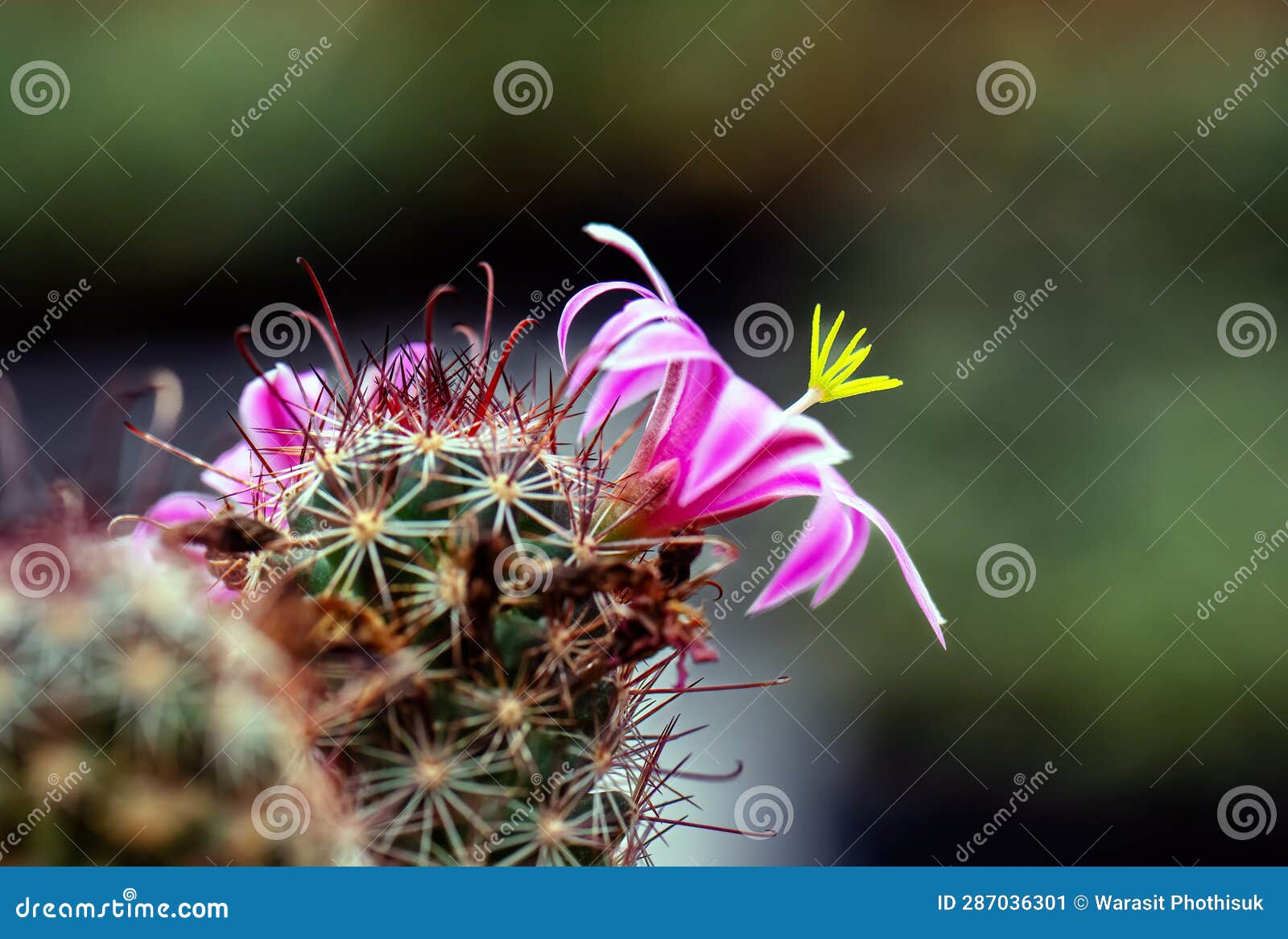 https://thumbs.dreamstime.com/z/mammillaria-benneckei-type-cactus-hook-spines-there-tuberous-propagation-clump-together-group-blooming-close-up-287036301.jpg