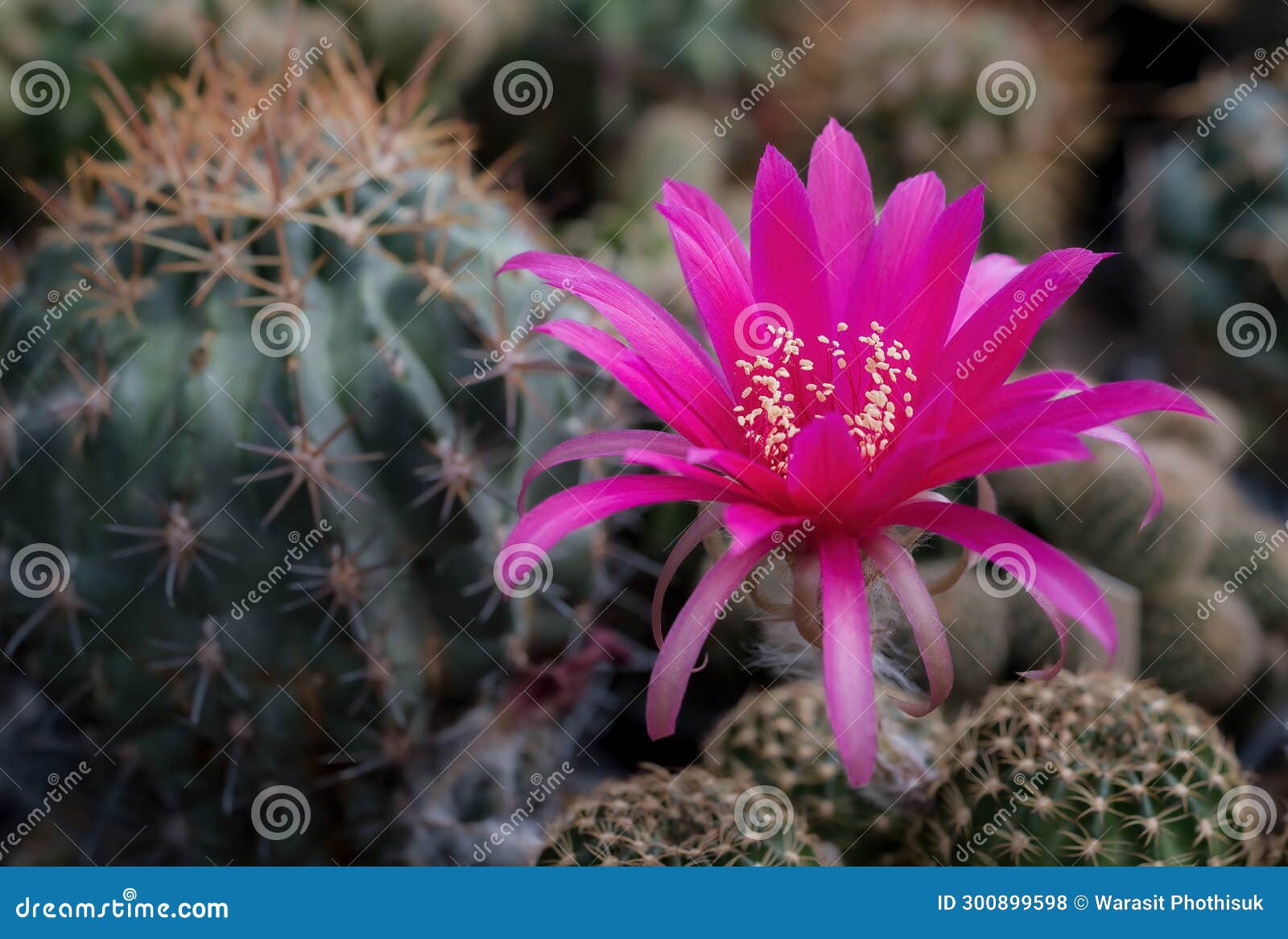https://thumbs.dreamstime.com/z/mammillaria-benneckei-type-cactus-hook-spines-there-tuberous-propagation-clump-together-group-blooming-close-up-300899598.jpg