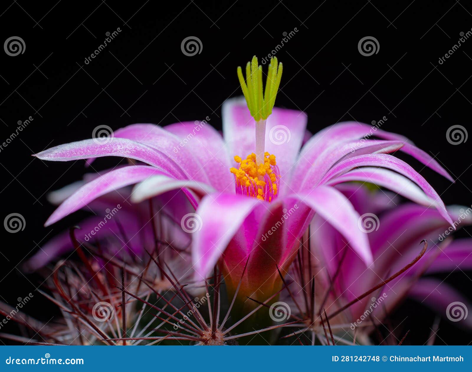 Mammillaria Benneckei, a Type of Cactus with Hook Spines There is