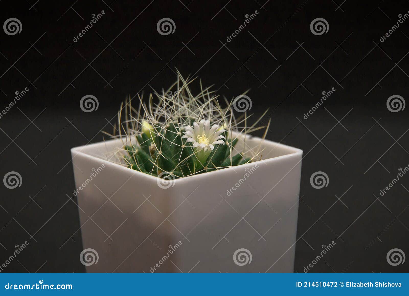 Mammillaria Cactus Avec Une Fleur Blanche Dans Un Pot En Plastique Sur Un  Fond Noir Photo stock - Image du beau, couleur: 214510472