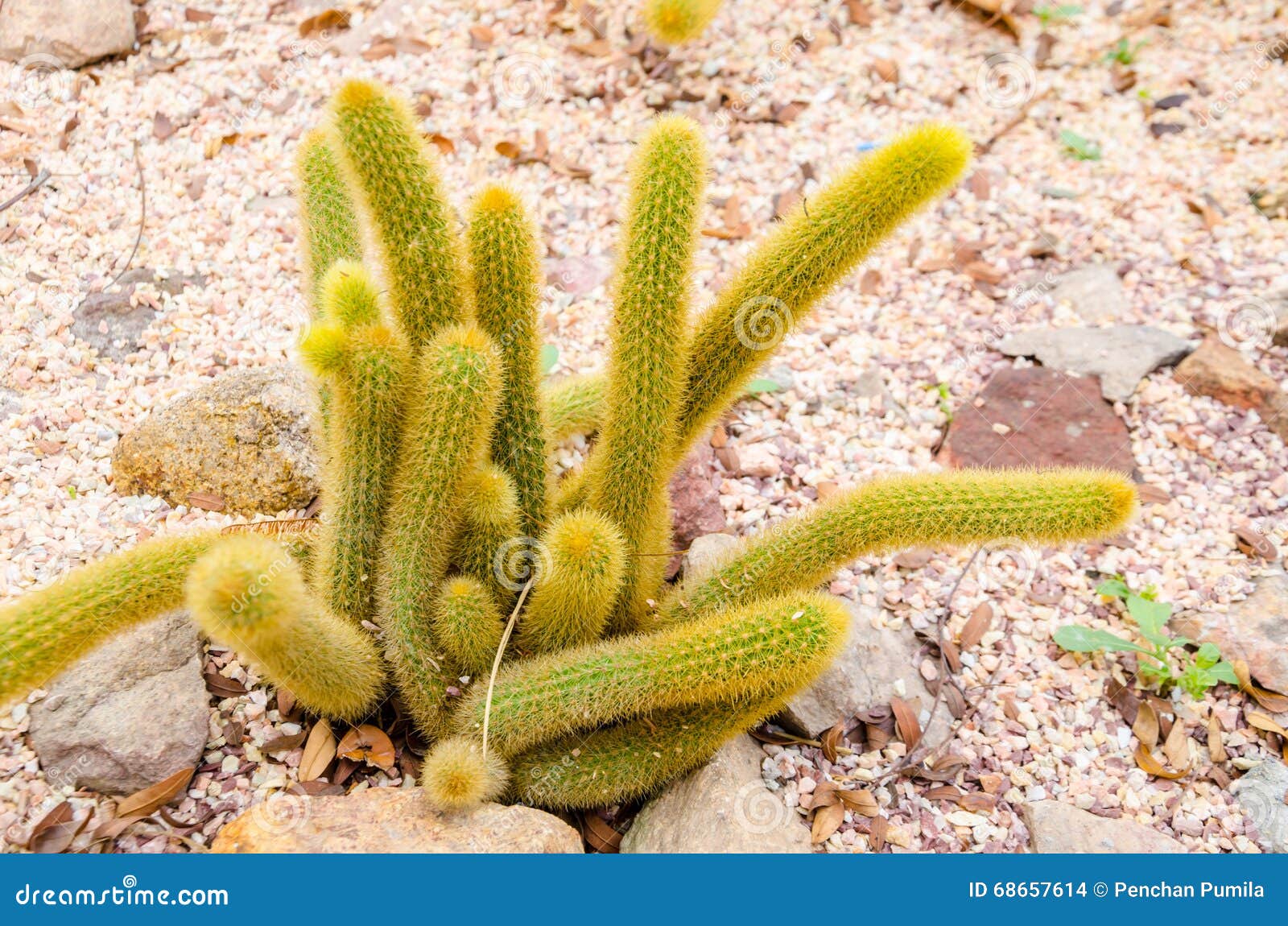 mammillaria elongate cactus.