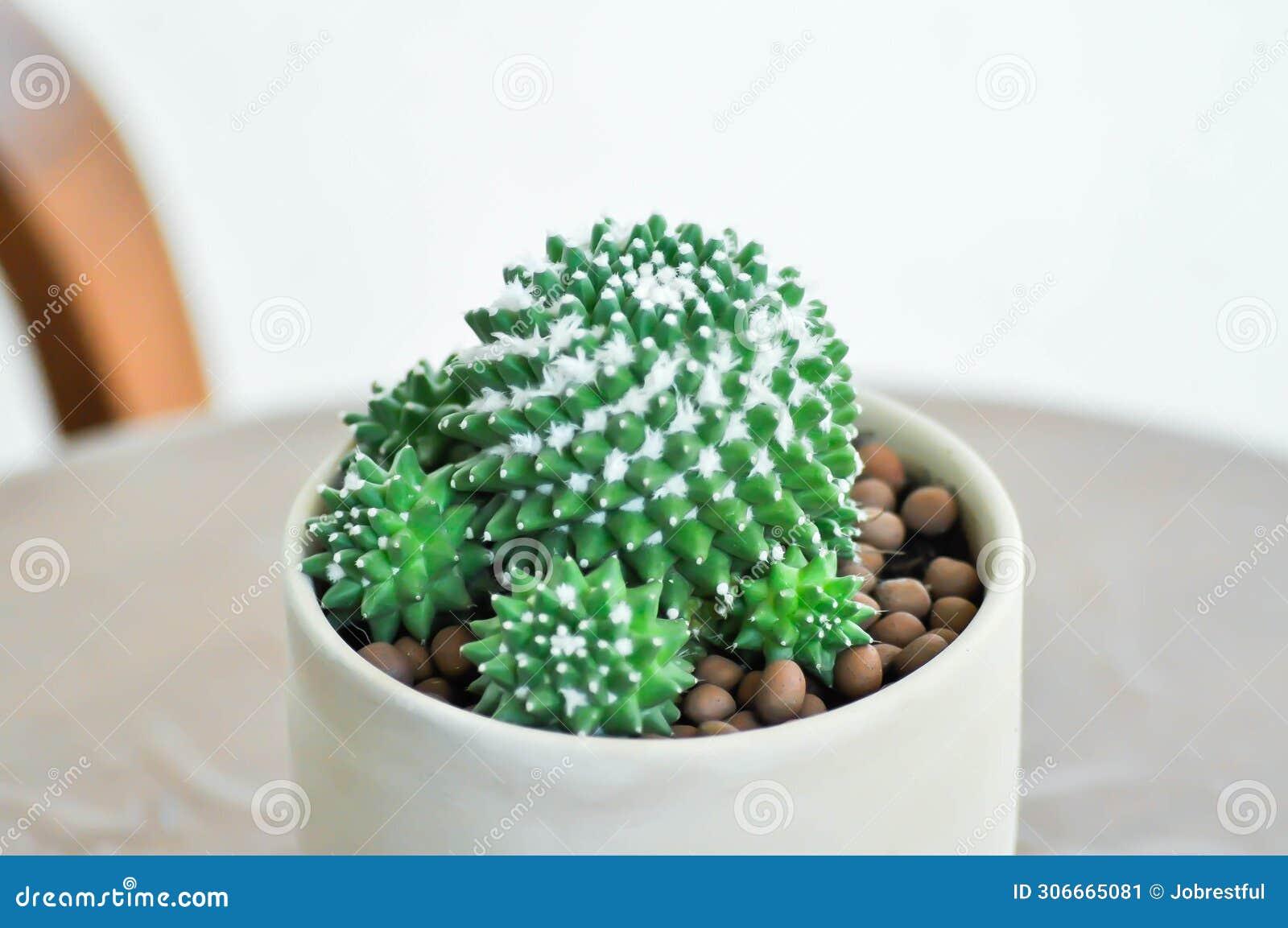mammillaria or mammillaria erusamu f or rebutia minuscula, cactus or succulent