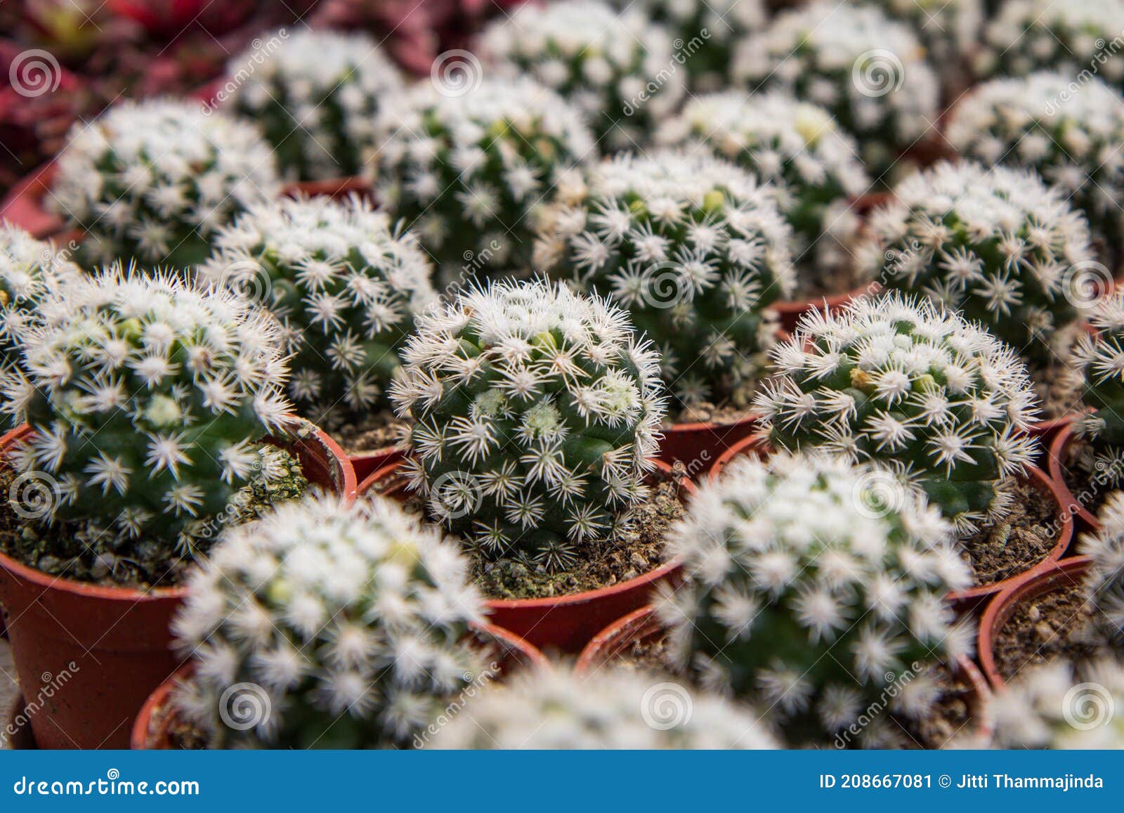 mammillaria gracilis oruga , a small cactus planted in a red pot in a nursery