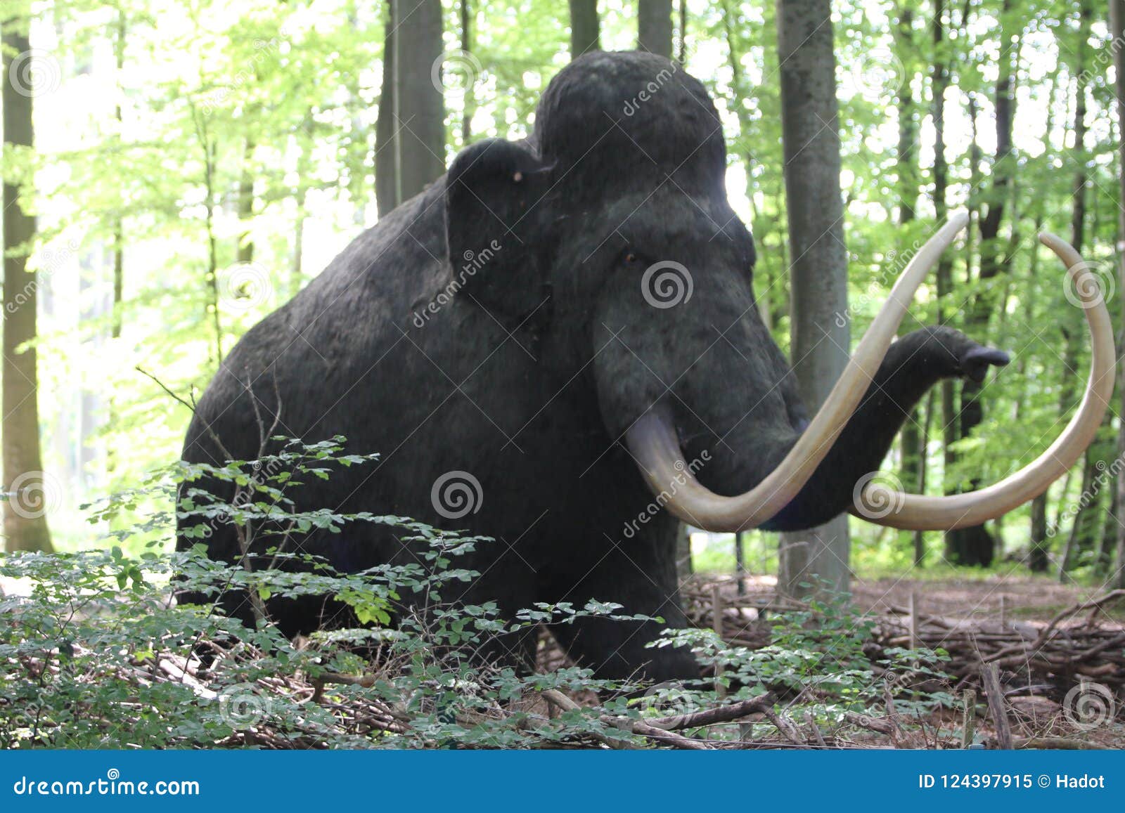 Mammoth Mammuthus editorial image. Image of proboscideans - 124397915 Mammoth Mammuthus editorial image. Image of proboscideans - 124397915