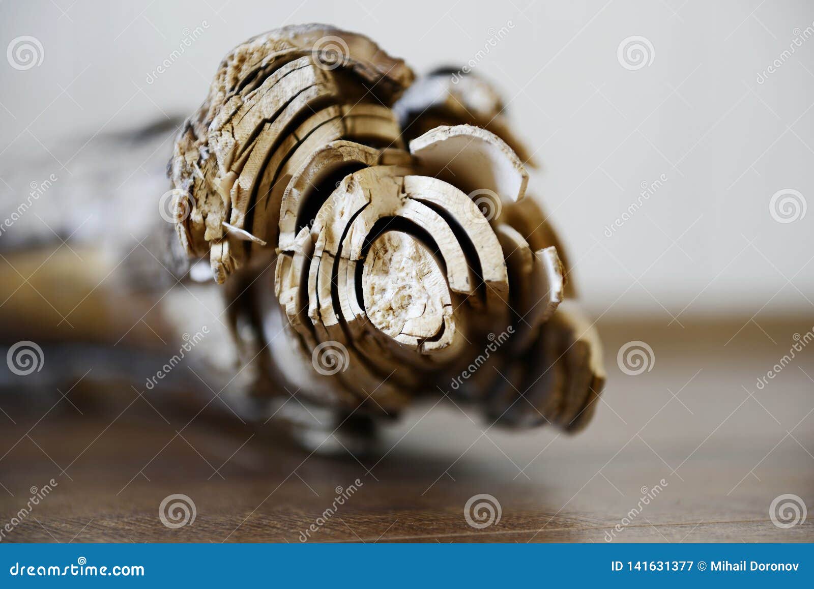Mammoth Tusk fragment editorial photography. Image of brown - 141631377