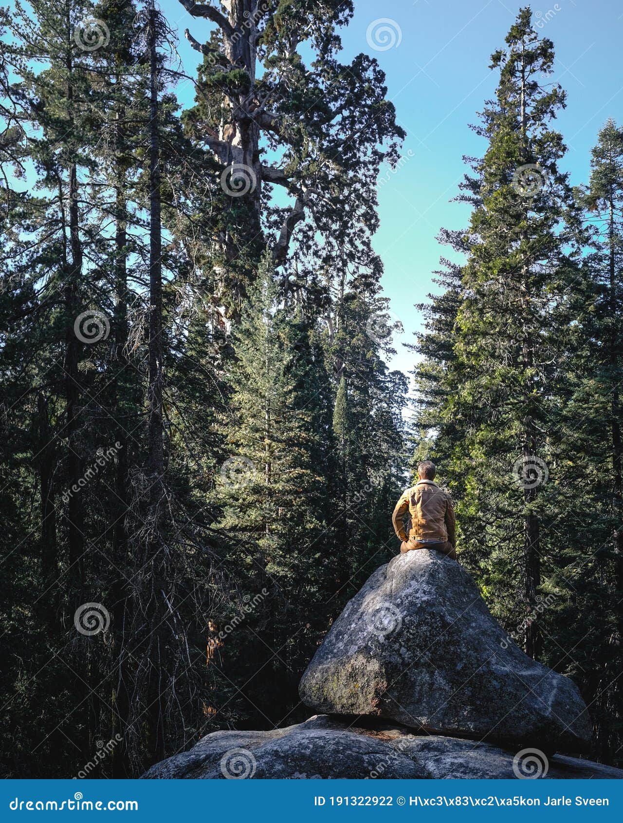 man admiring huge sequia tree in the sequia national park, california