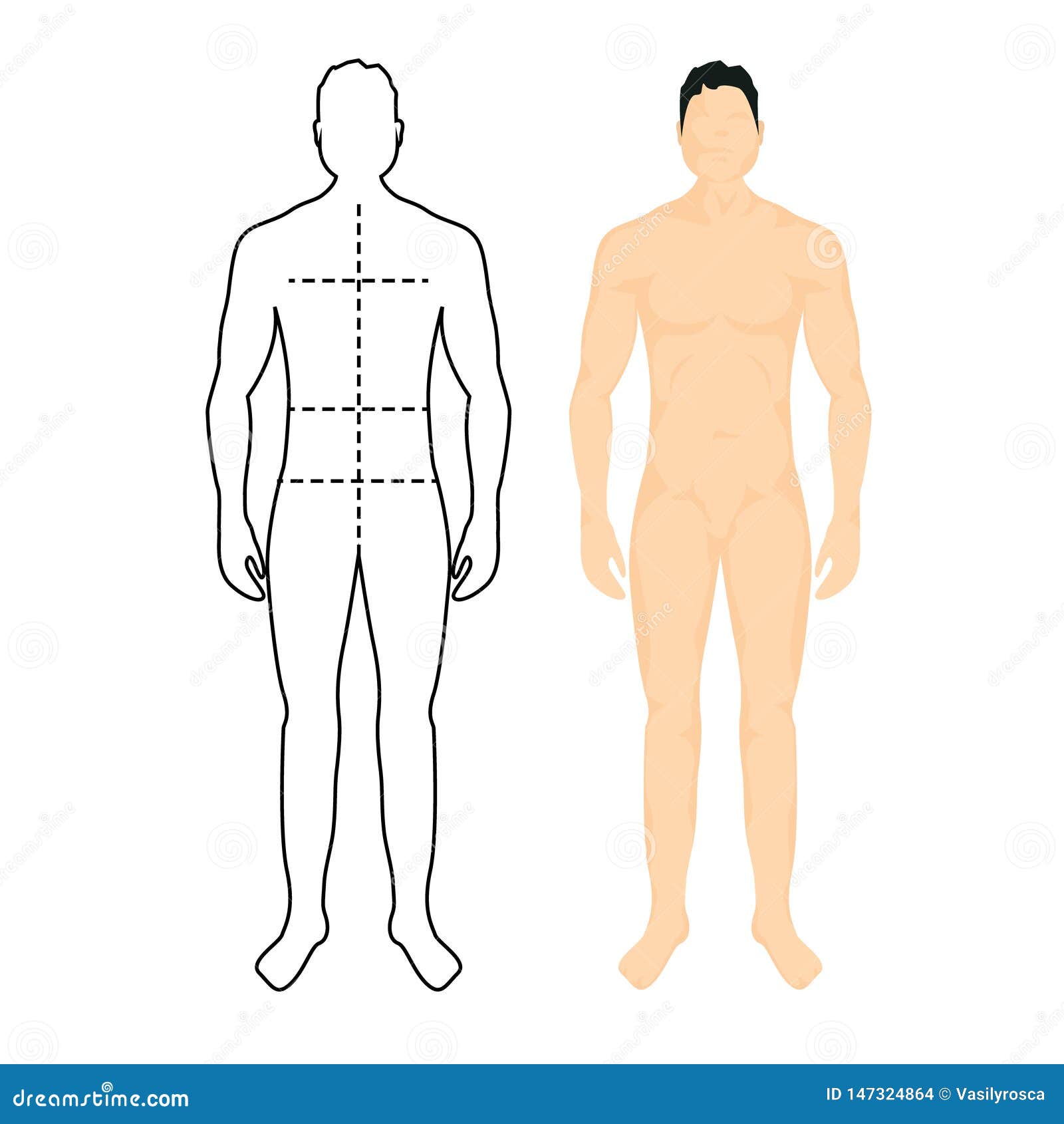 Human Measurement Chart