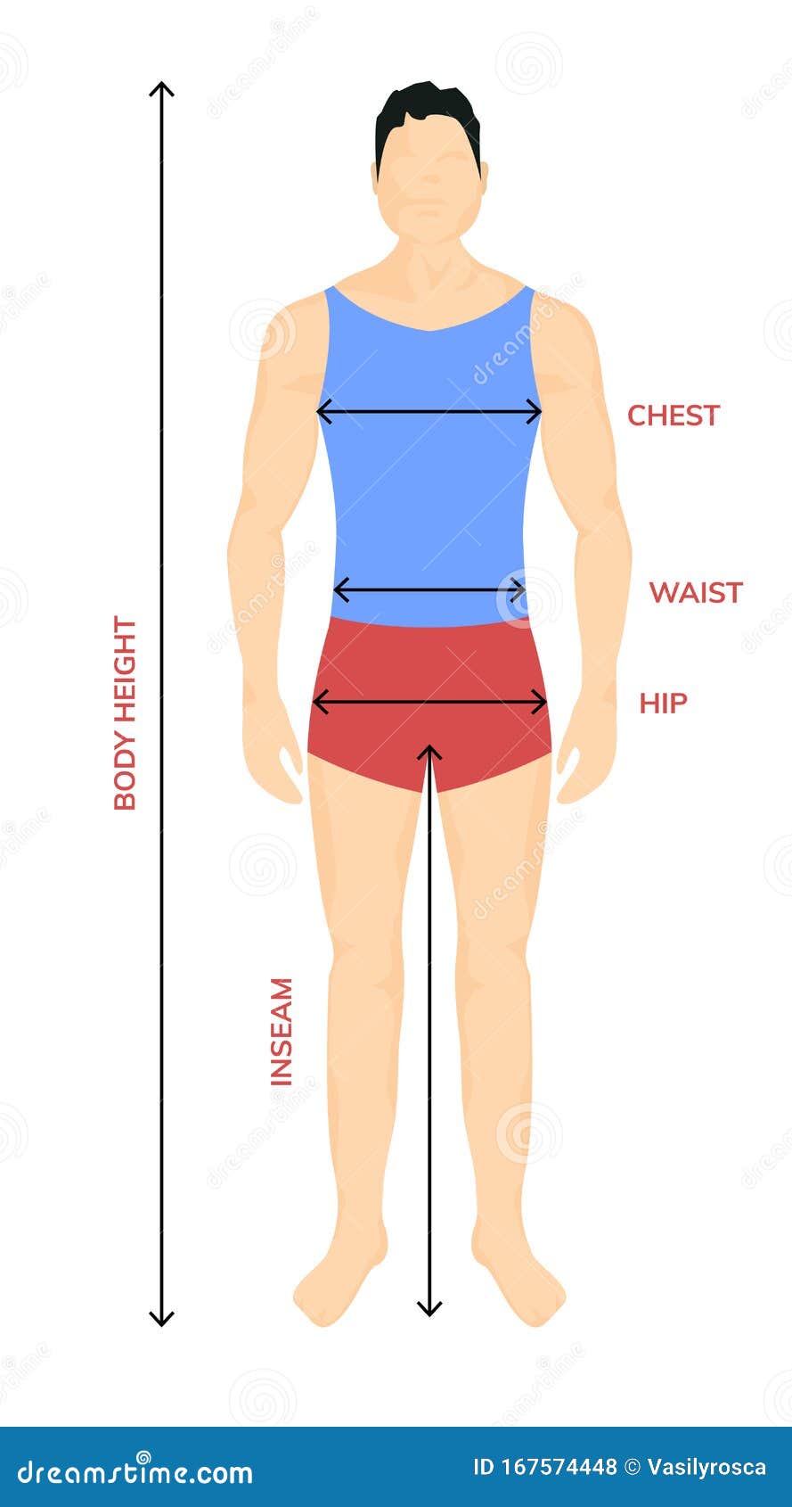 Man Anatomy Silhouette Size. Human Body Full Measure Male Figure Waist, Chest Chart Template ...