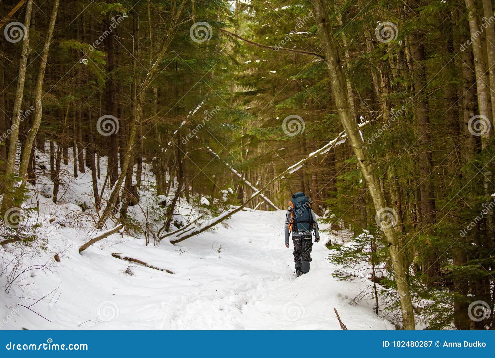 Man is Backpacking in Winter Forest Stock Image Image of people