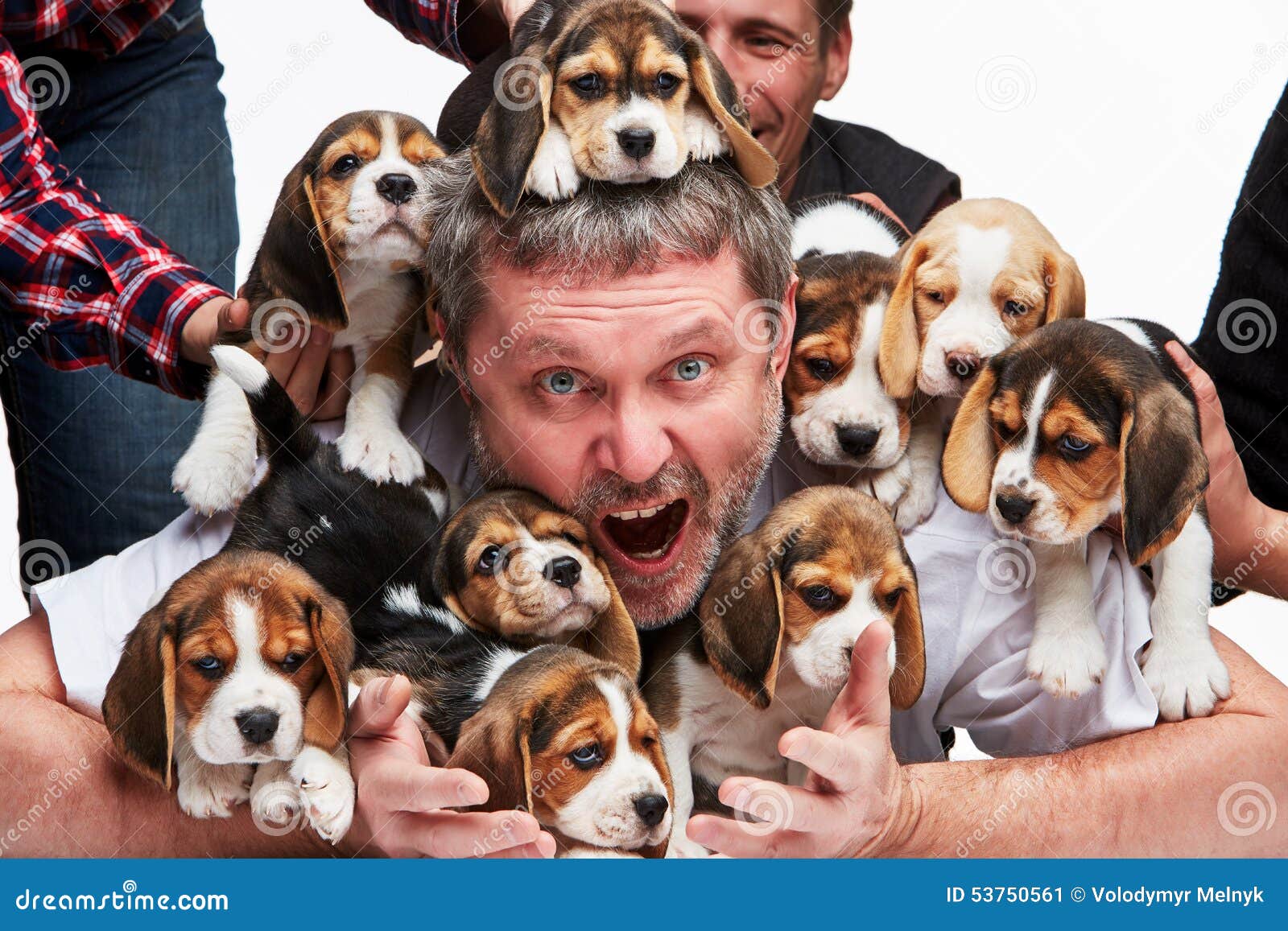 the man and big group of a beagle puppies