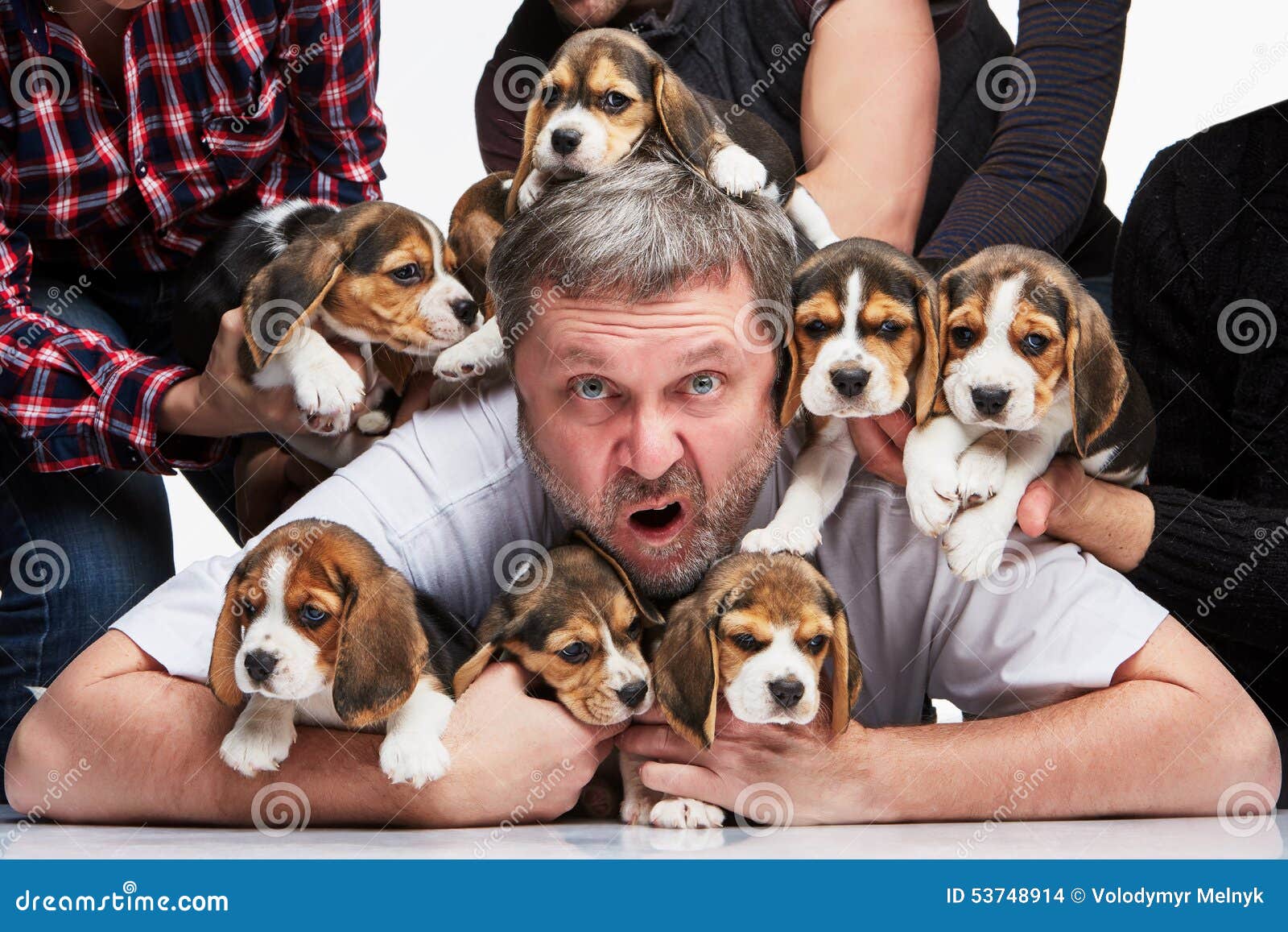 the man and big group of a beagle puppies