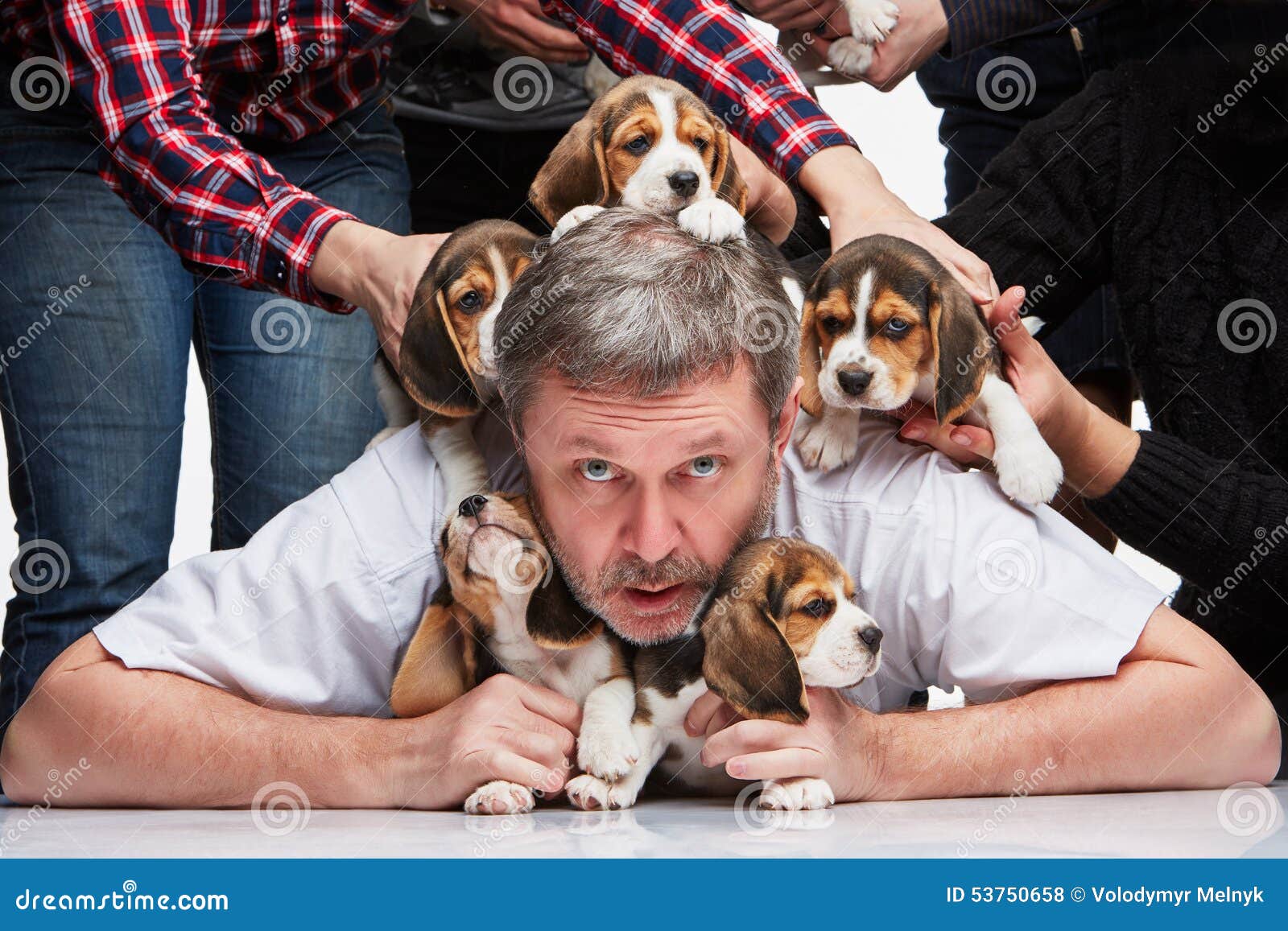 the man and big group of a beagle puppies