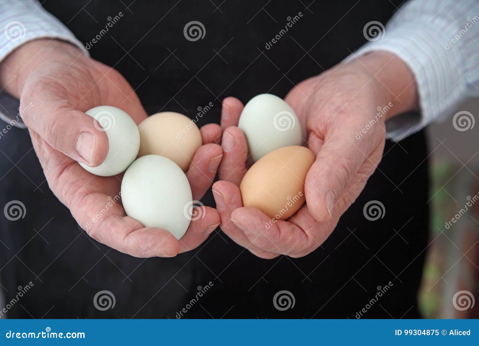 Organic Araucana eggs. A man in a black apron holds several araucana eggs with room for text