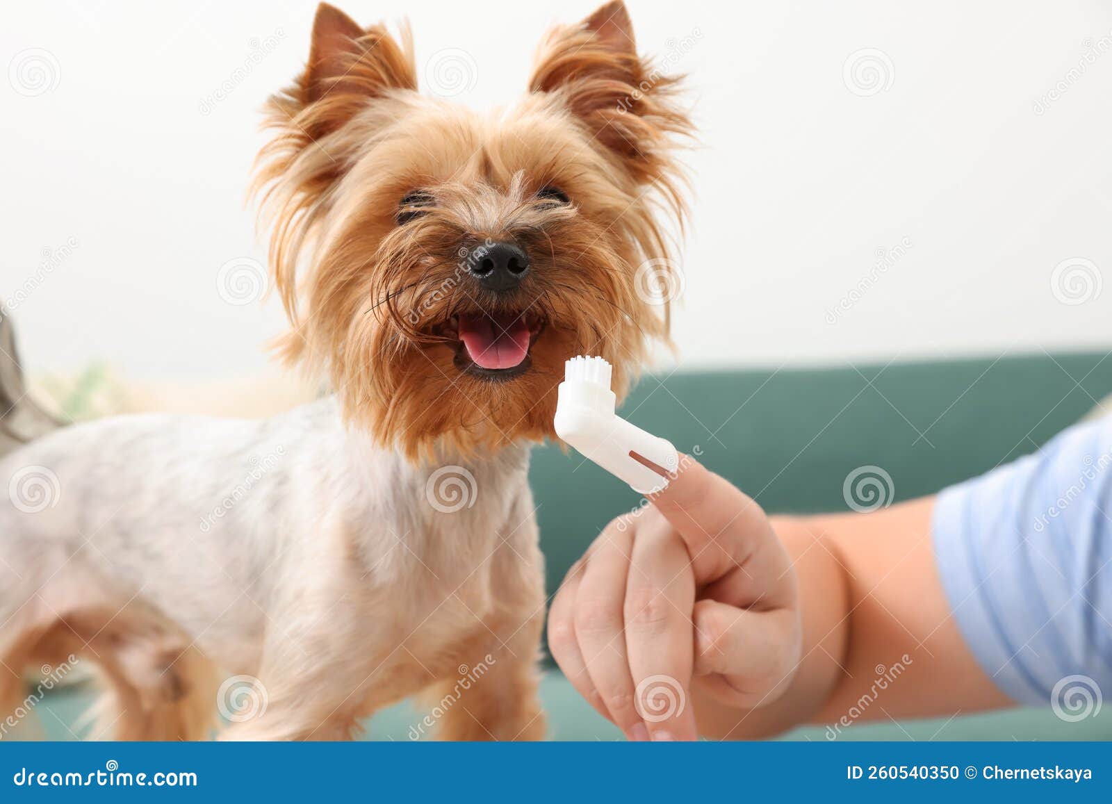 Man Brushing Dog`s Teeth Indoors, Closeup View Stock Photo Image of