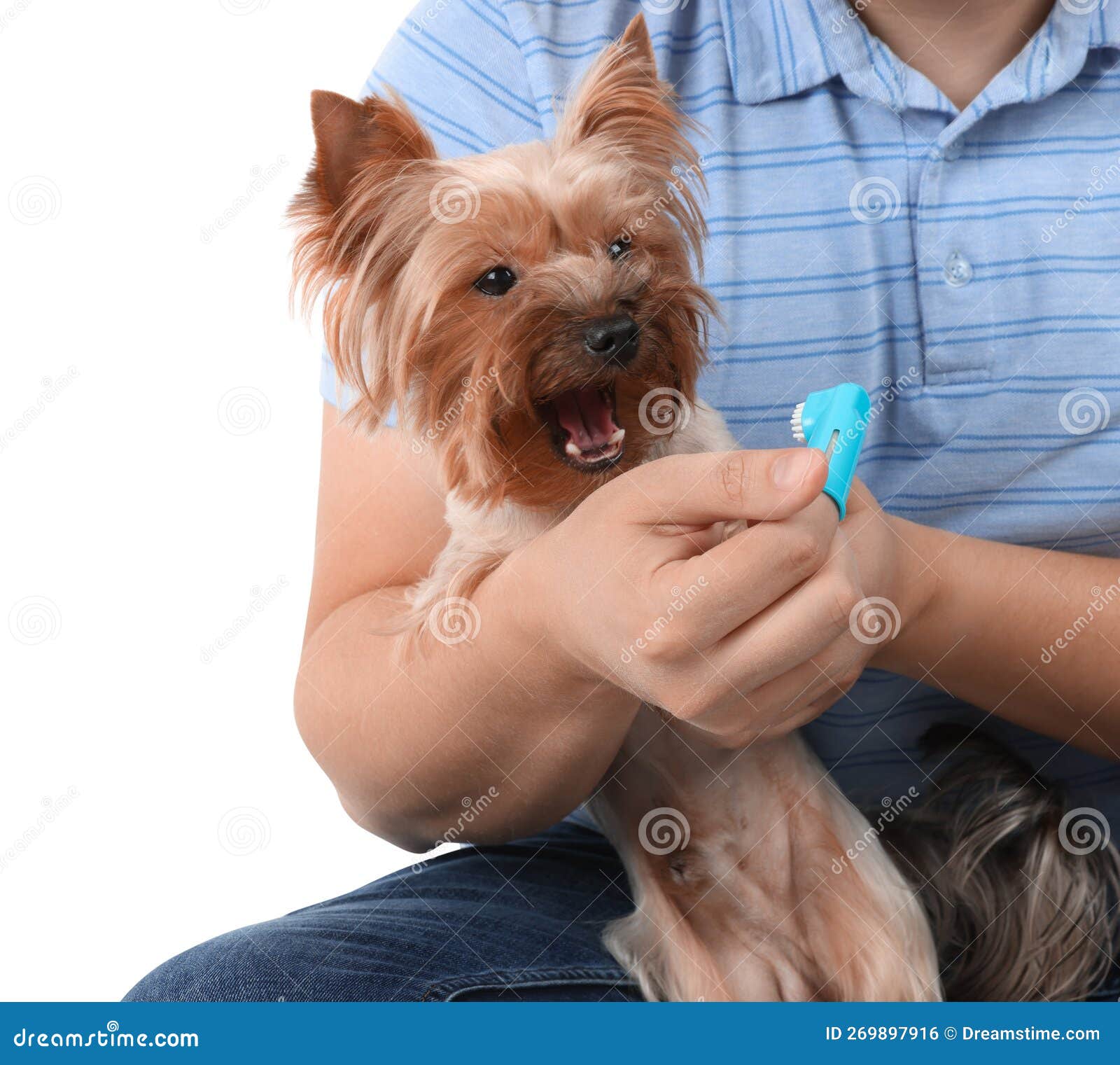 Man Brushing Dog S Teeth on White Background, Closeup Stock Photo
