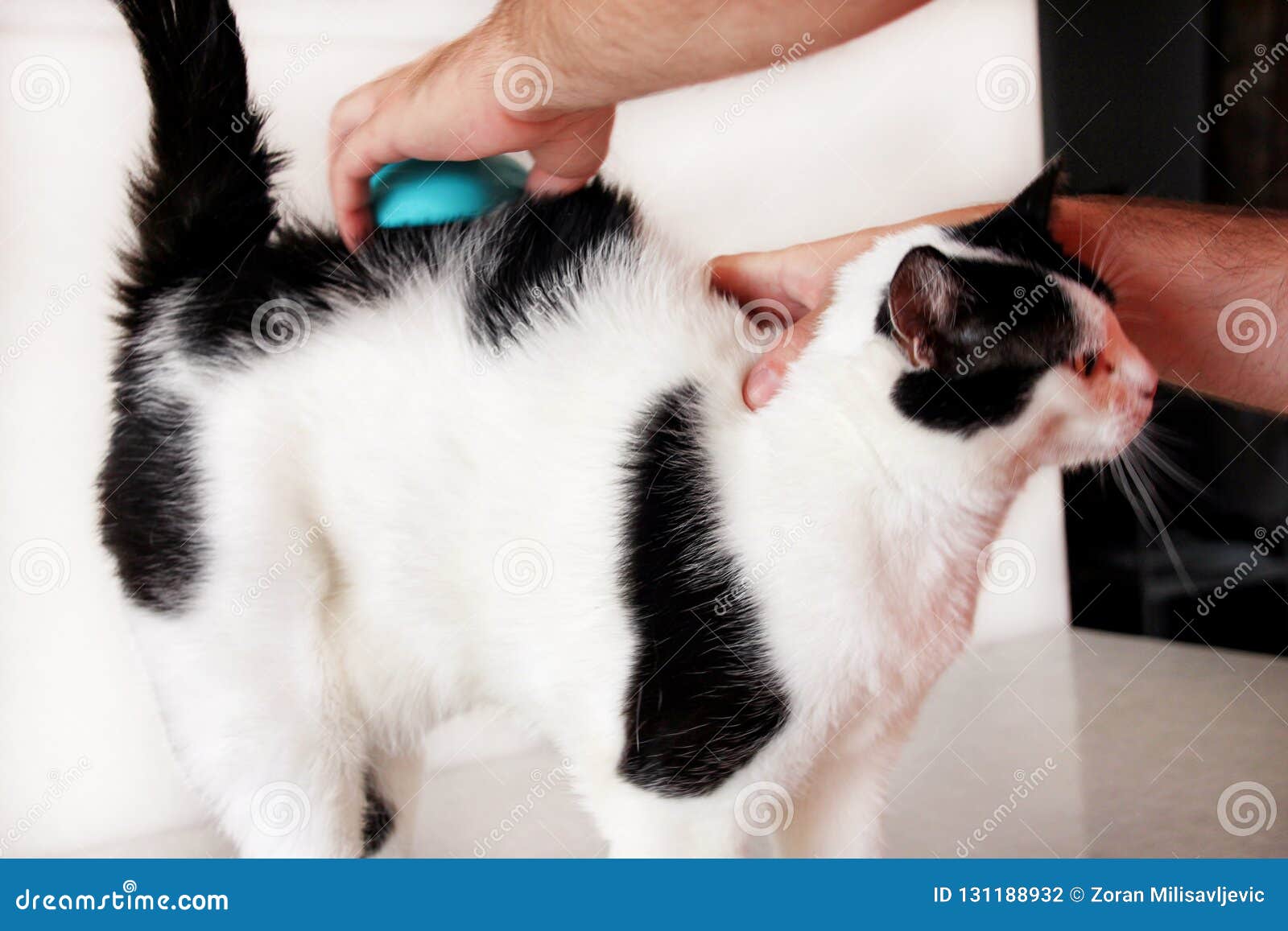 brushing cats fur