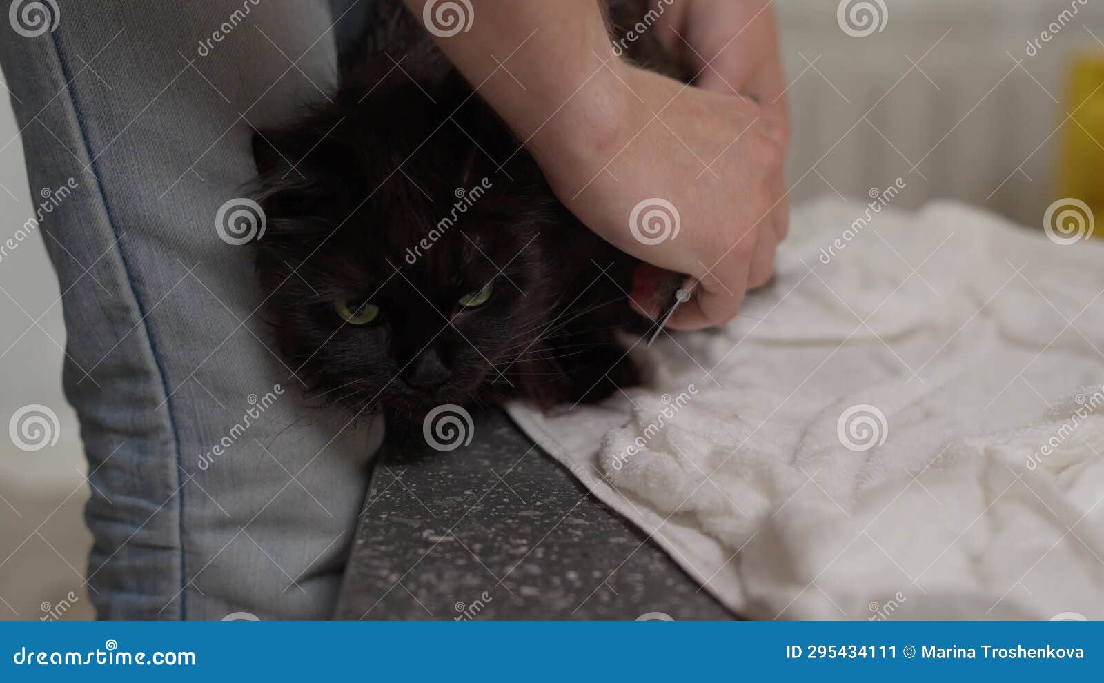 Man brushing a wet cat. stock video. Video of funny 295434111