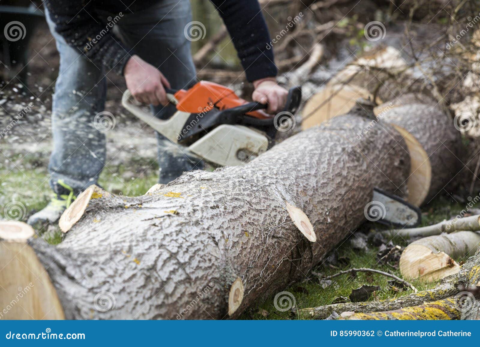 Man with Chainsaw Cutting the Tree Stock Photo Image of chain, nature