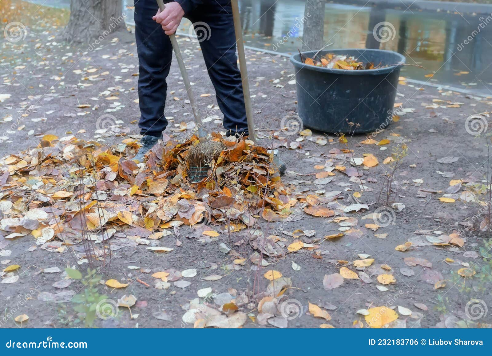 The Man is Cleaning the Autumn Leaves Stock Photo - Image of labour ...