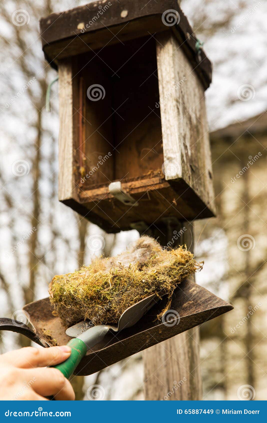 Man is Cleaning a Birdhouse Stock Image Image of natural, nest 65887449