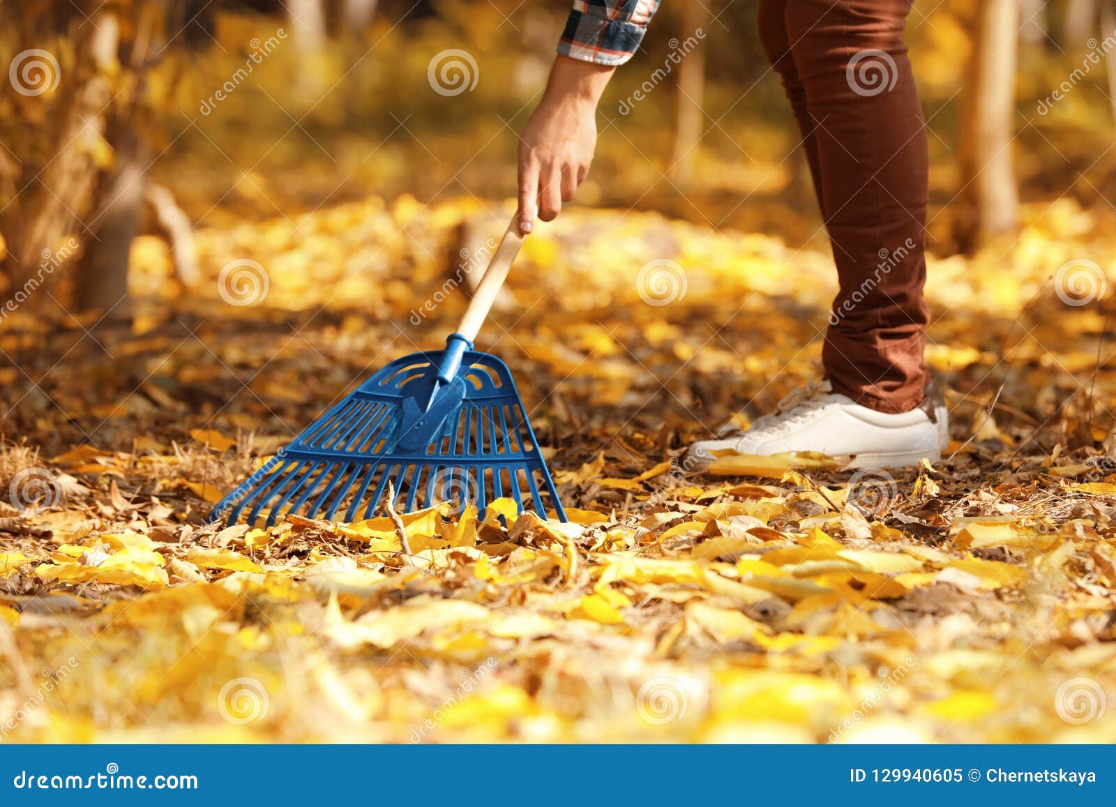 Man Cleaning Up Fallen Leaves with Rake on Stock Image - Image of ...