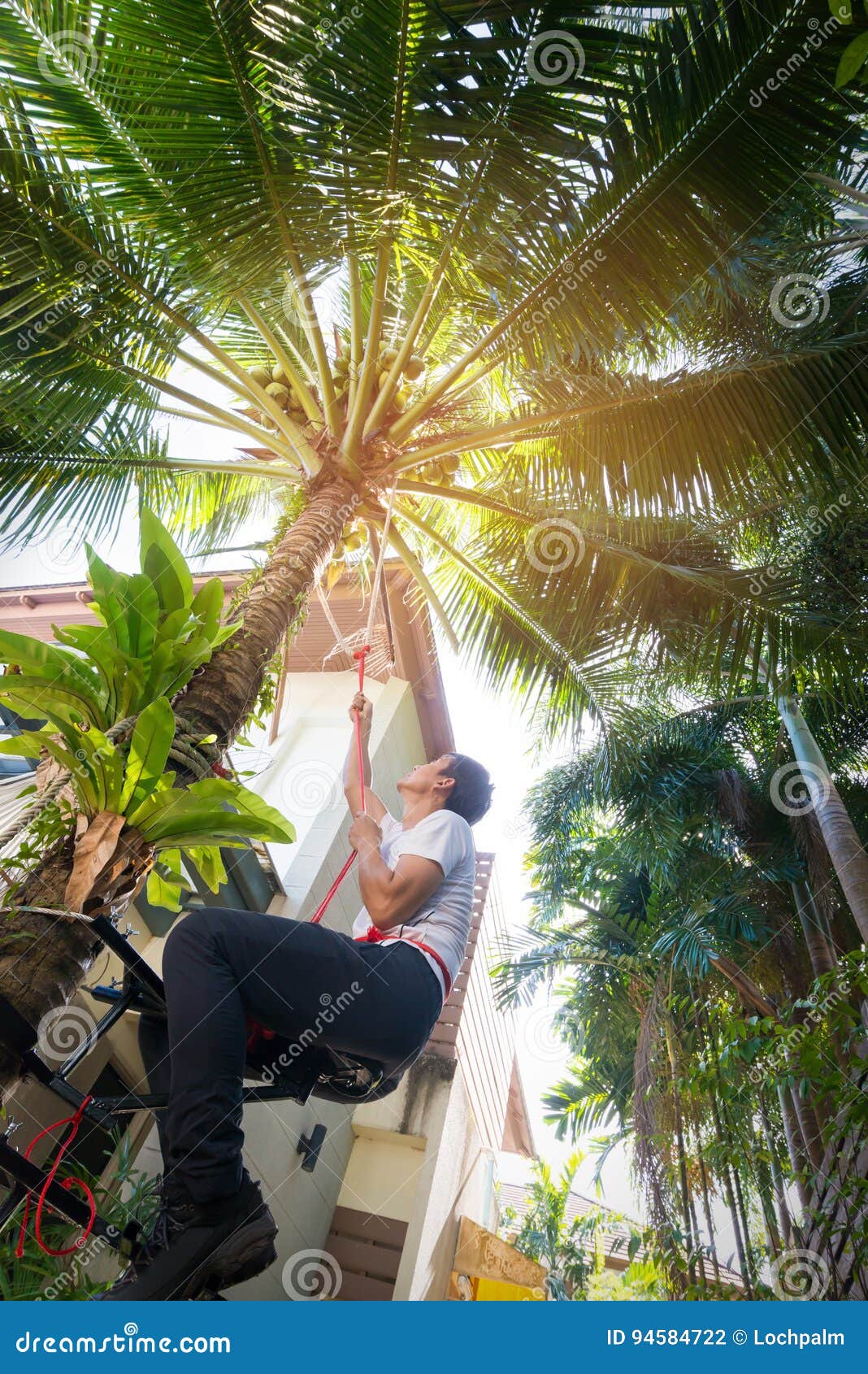 Man Climbing Coconut Palm Tree. Editorial Photography - Image of