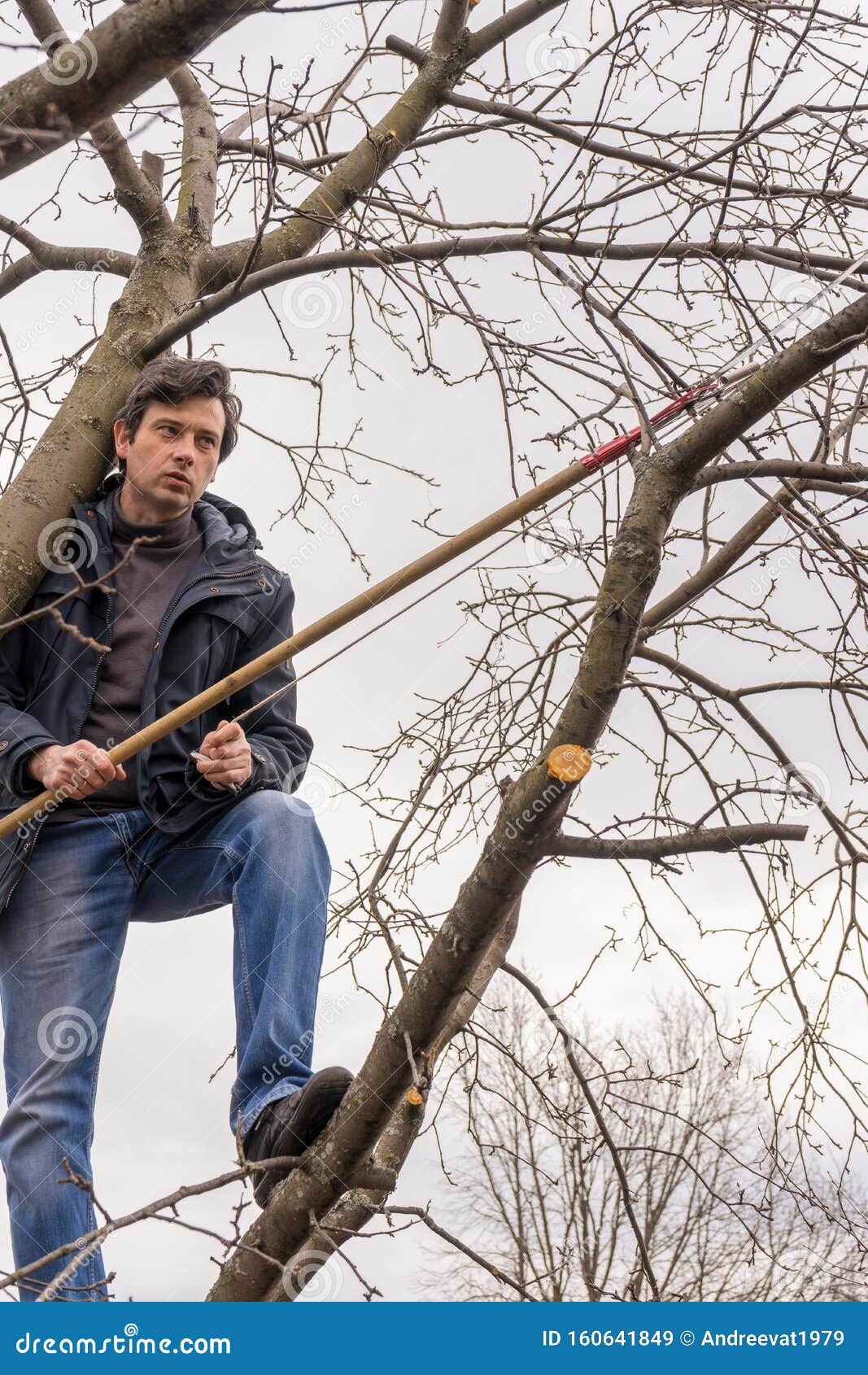 pruning apple trees download pruning apple trees download