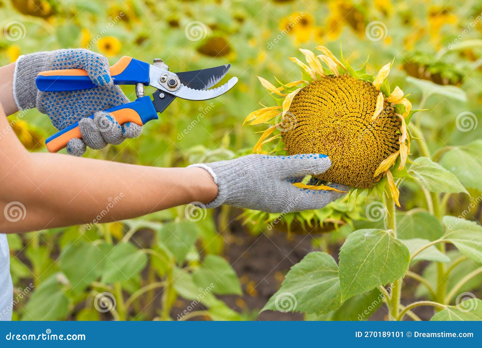 Man Cuts a Growing Sunflower with Scissors Stock Image Image of