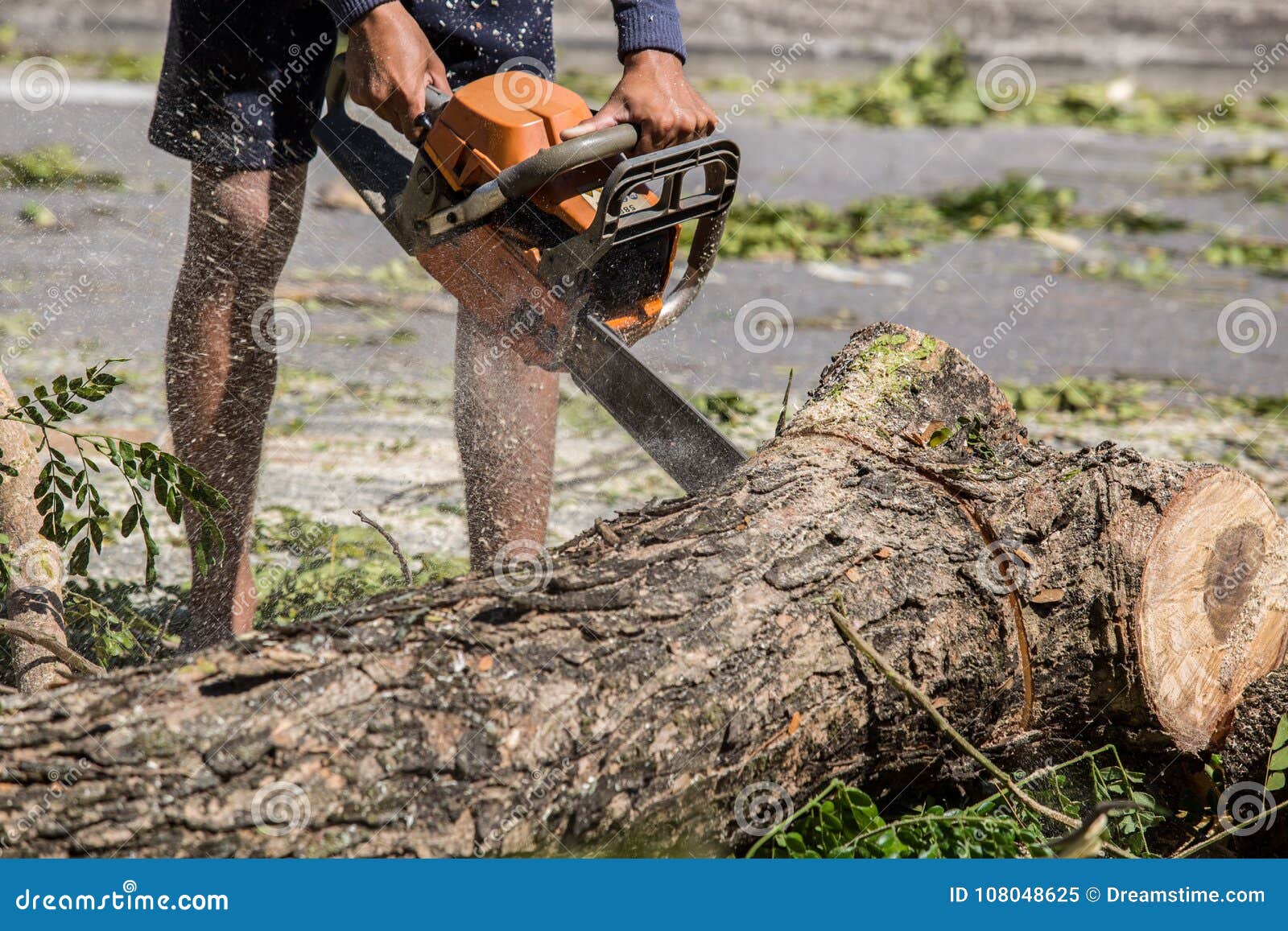 Tree Felling