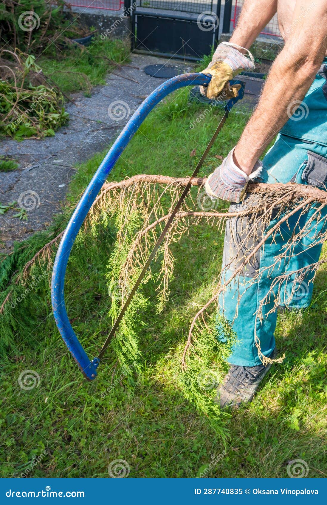 A Man Cuts a Tree Trunk with a Hand Saw Stock Image Image of helmet, manual 287740835
