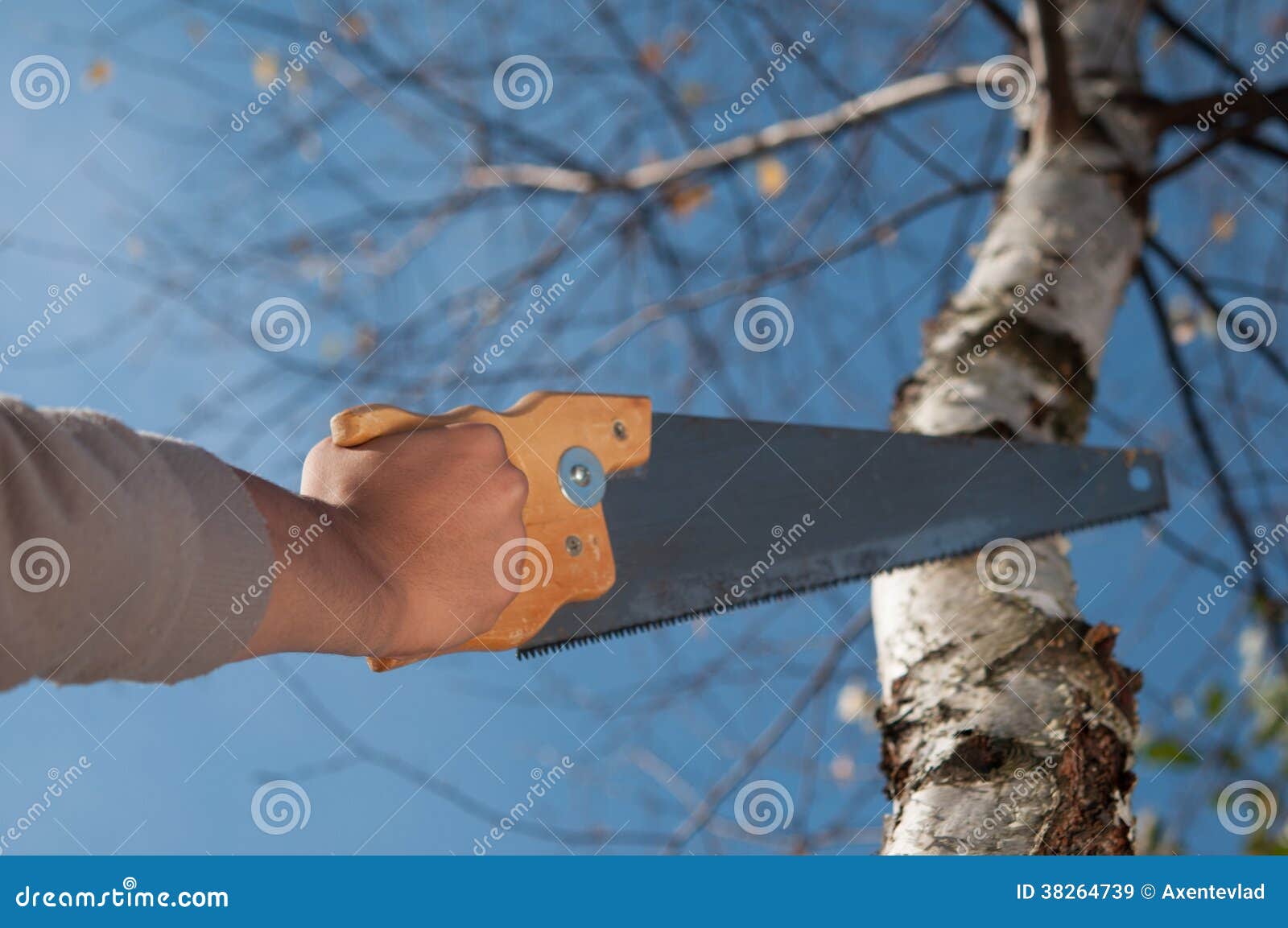 Man Cutting the Branch of a Tree with Saw Stock Image Image of