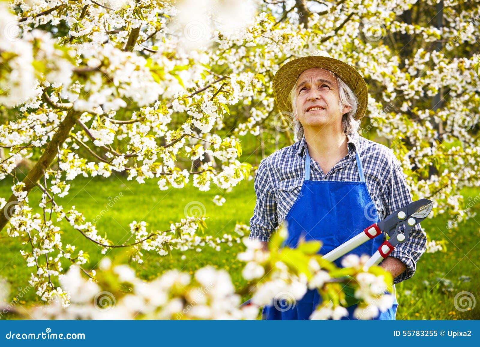Man Cutting Cherry Tree Hat Stock Image Image of flower, allotment