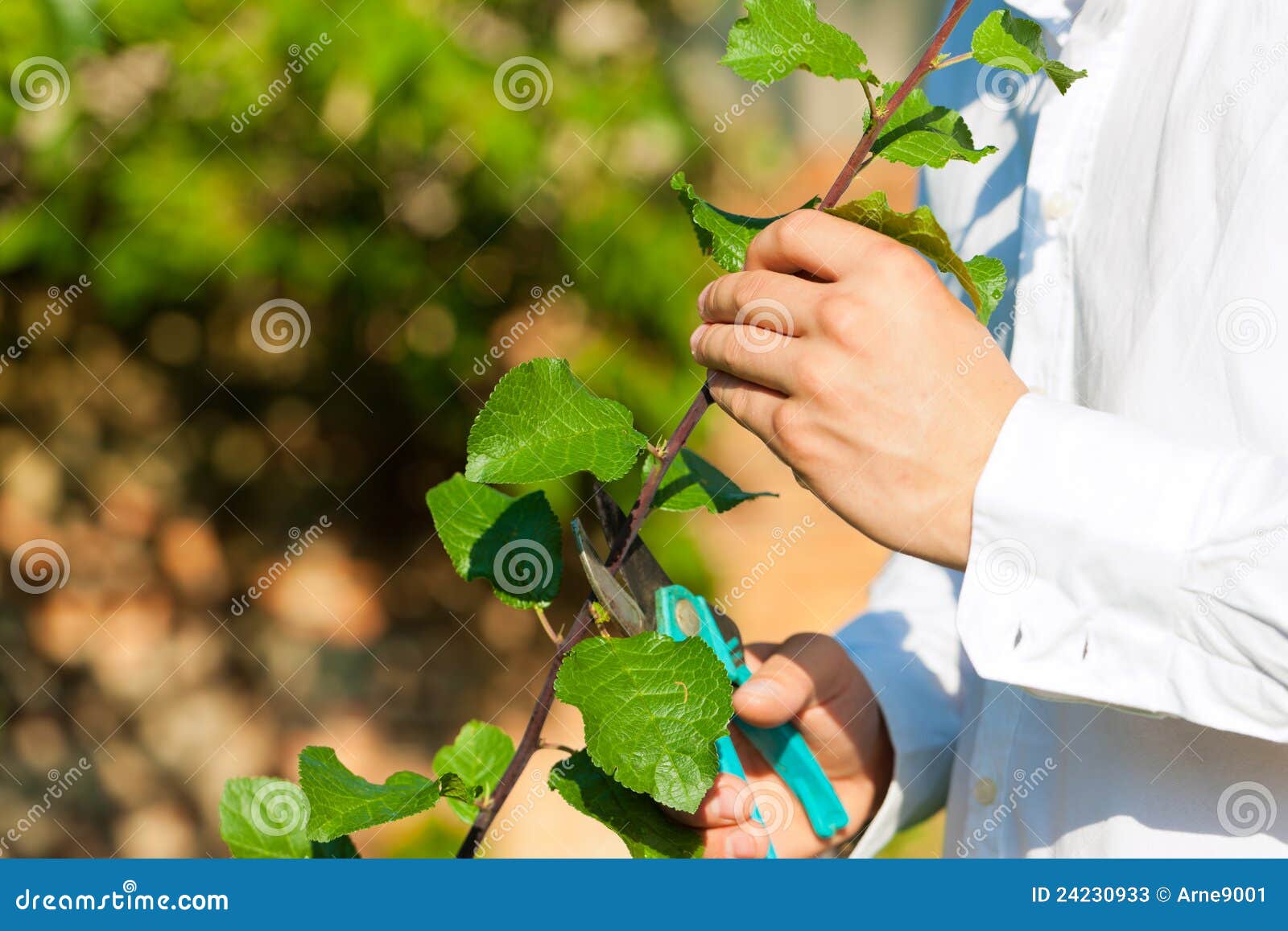 Man is Cutting Fruit Tree with Trimmer Stock Image Image of hand