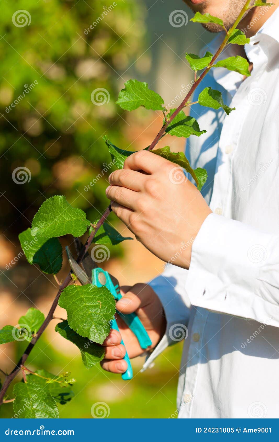 Man is Cutting Fruit Tree with Trimmer Stock Image Image of trimming