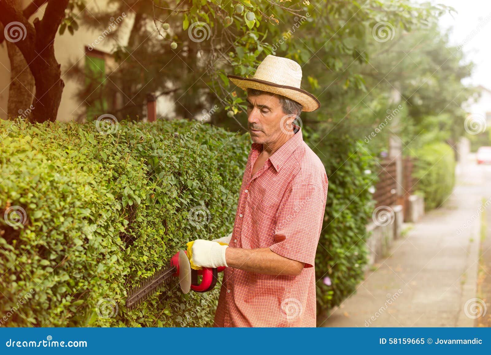 Man Cutting a Hedge with a Hedge Cutter Stock Image Image of