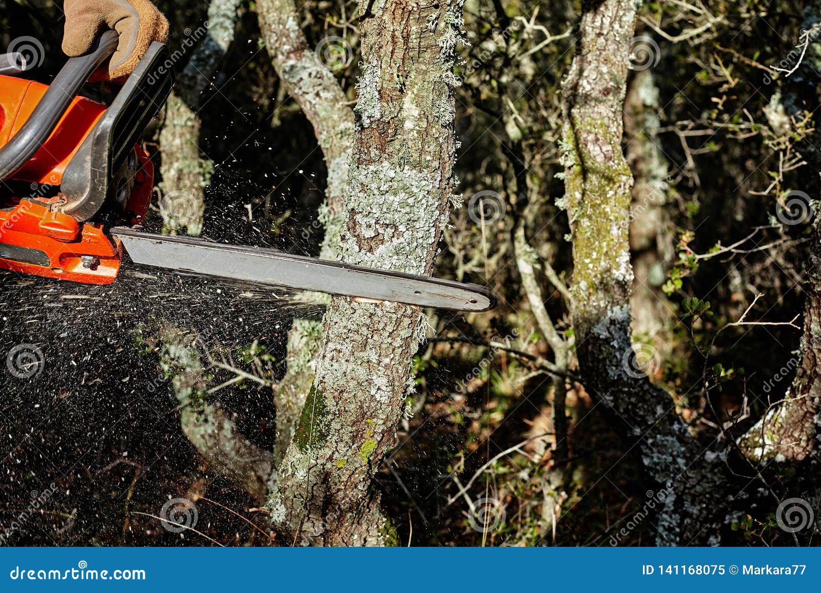 Man Cutting Trees Using an Electrical Chainsaw in the Forest Stock