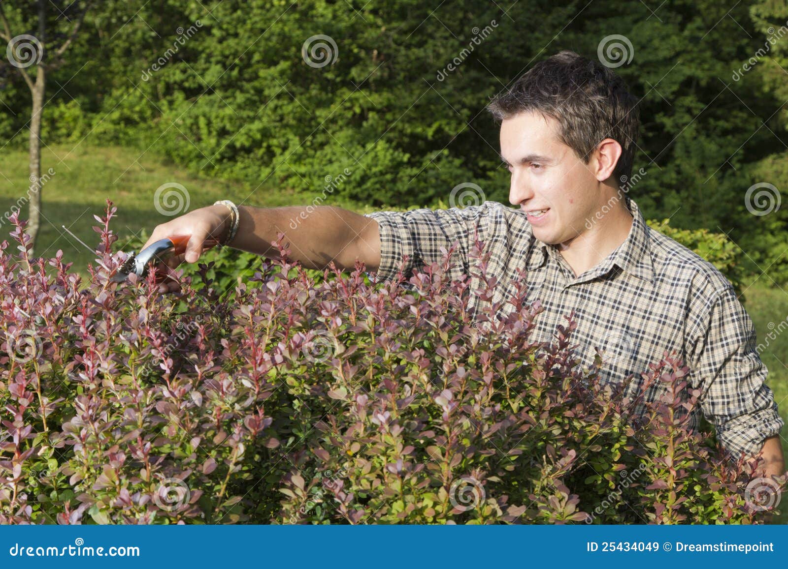 Man Cutting and Trimming Hedges Stock Image Image of botany, summer