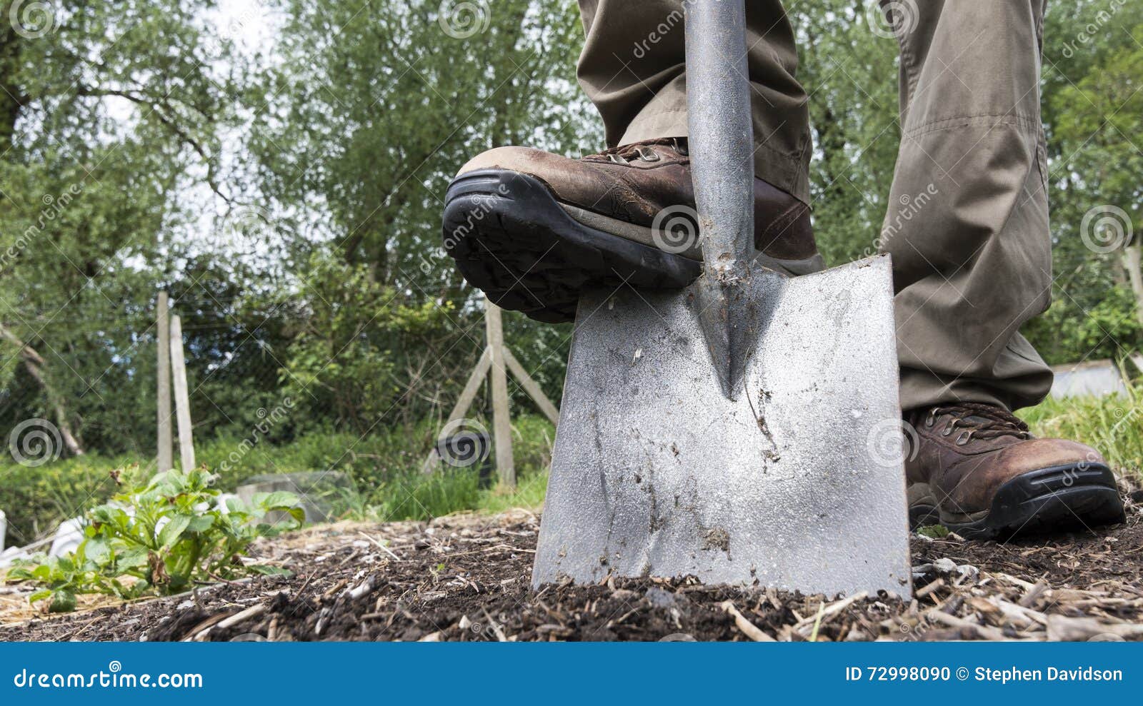 Man Digging the Earth with a Garden Spade Stock Photo Image of garden