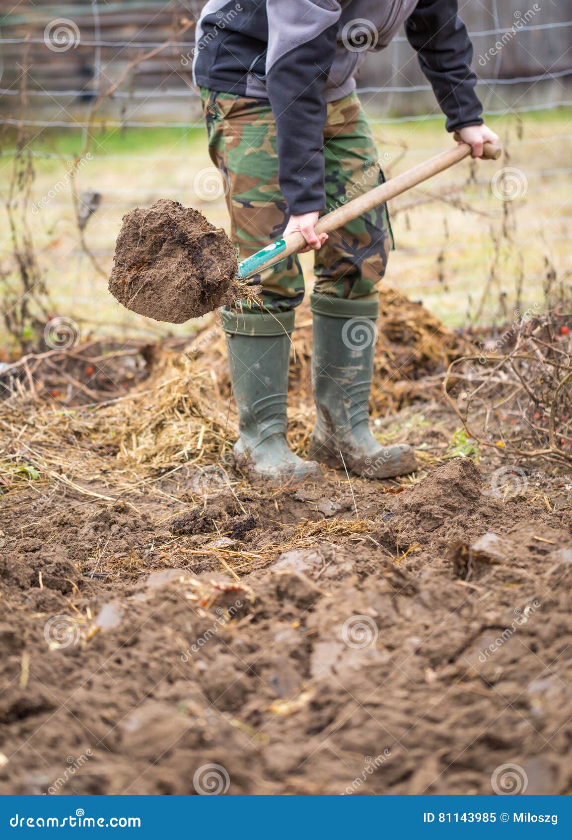 Man Digging with Spade in Garden Stock Image Image of equipment, male 81143985