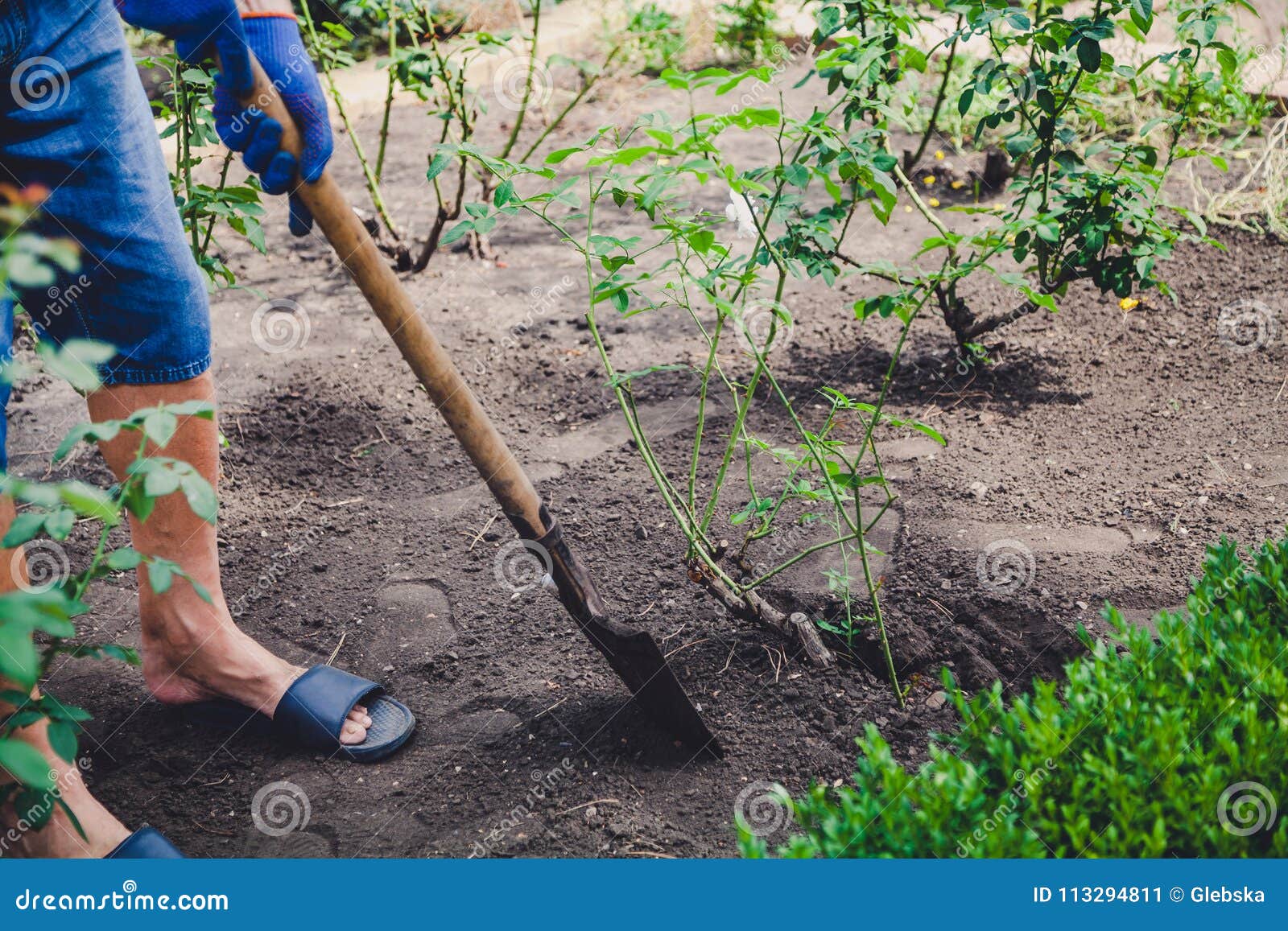 Man Digs Bush of Roses with Shovel in Afternoon Stock Image - Image of ...