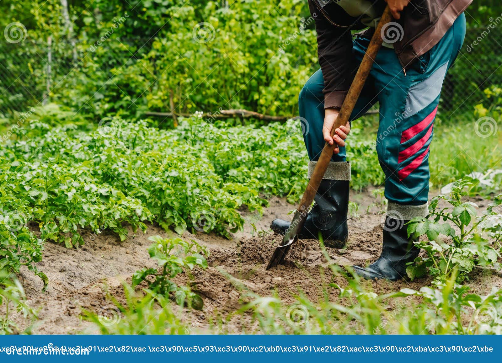 Man Digs a Hole in the Ground for Planting Trees Stock Photo - Image of ...