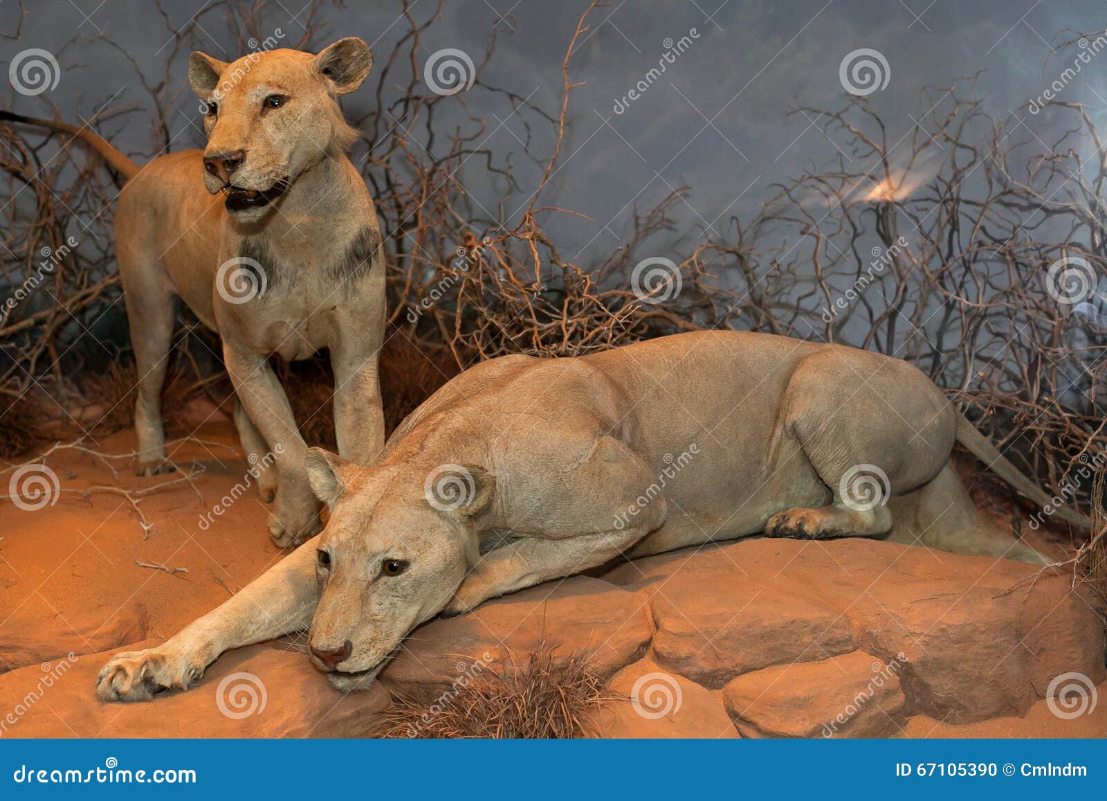 Man Eating Maneless Lions of Tsavo Editorial Image - Image of maneless,  lions: 67105390