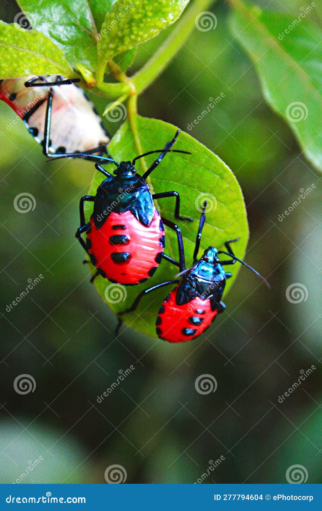 man-faced bug, stink bug nymphs, euthyrhynchus floridanus