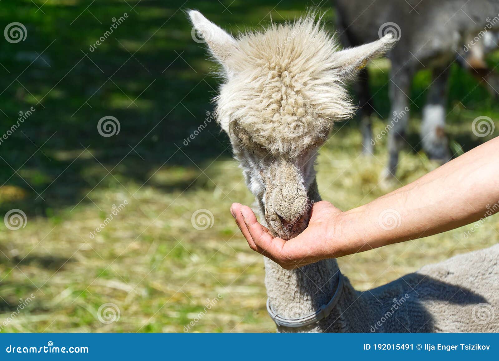 Man Feeding Big Lama. Hand Feeding Alpaca in Farm. Stock Image Image