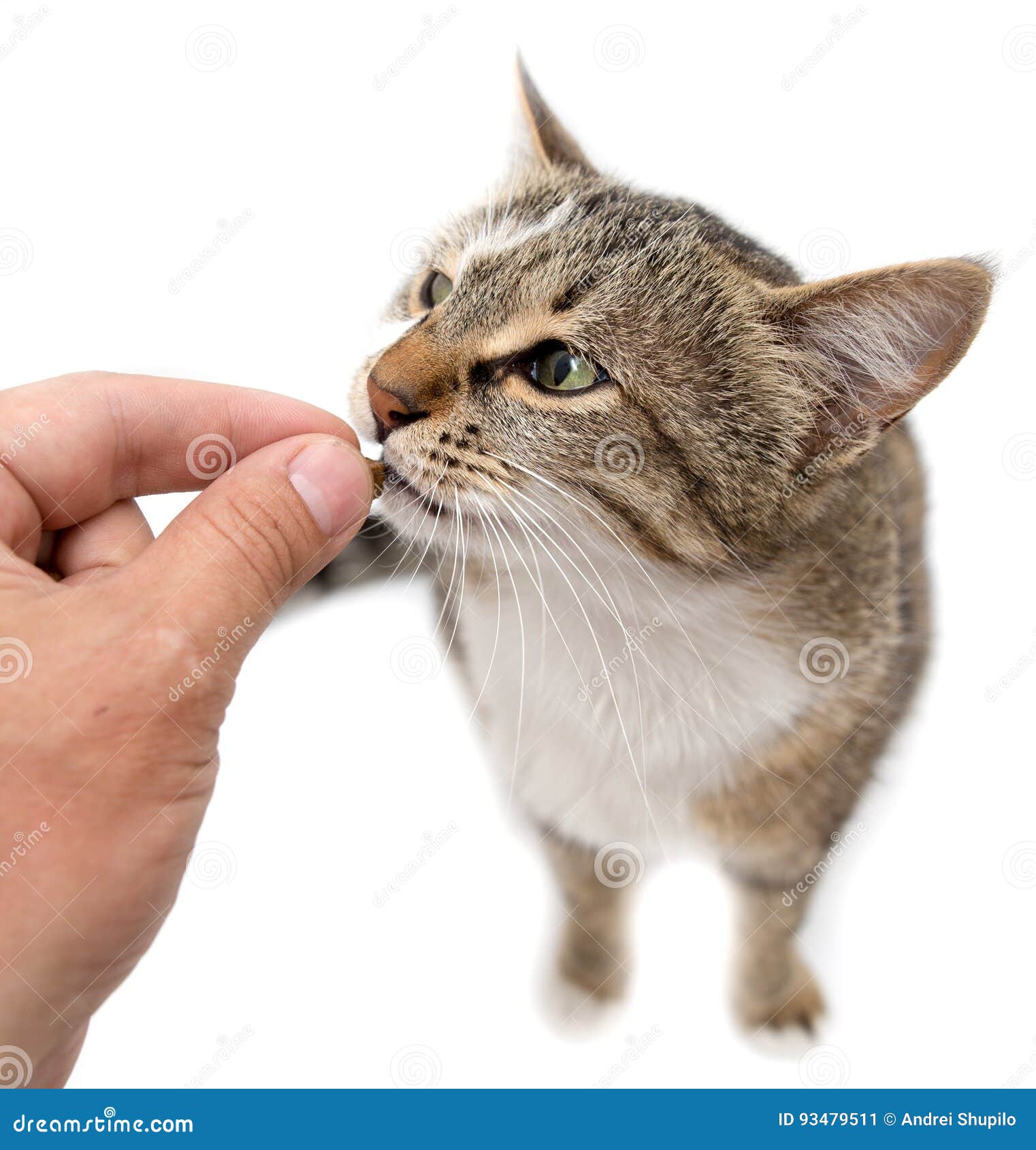 hand feeding cat