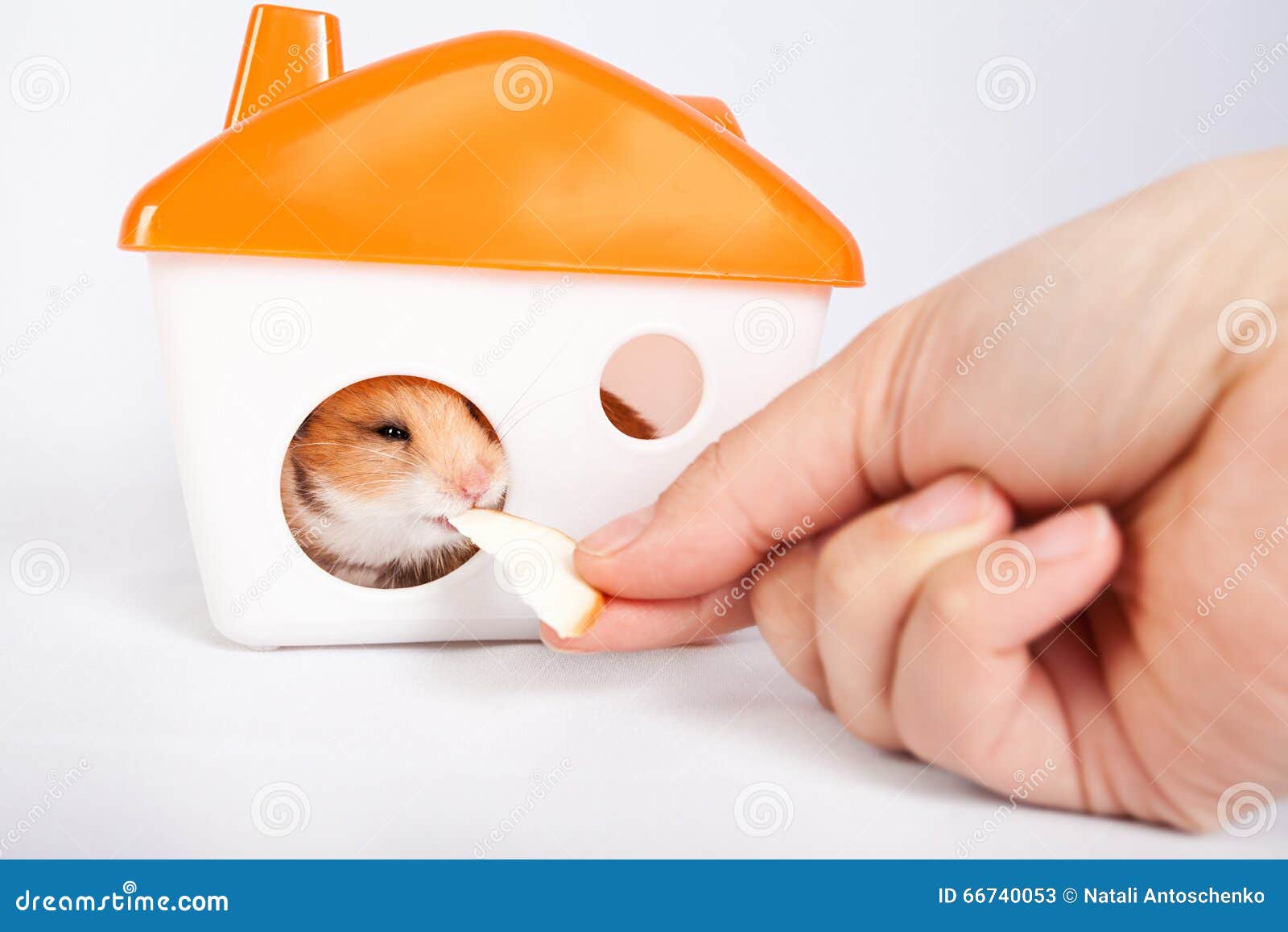 feeding hamsters